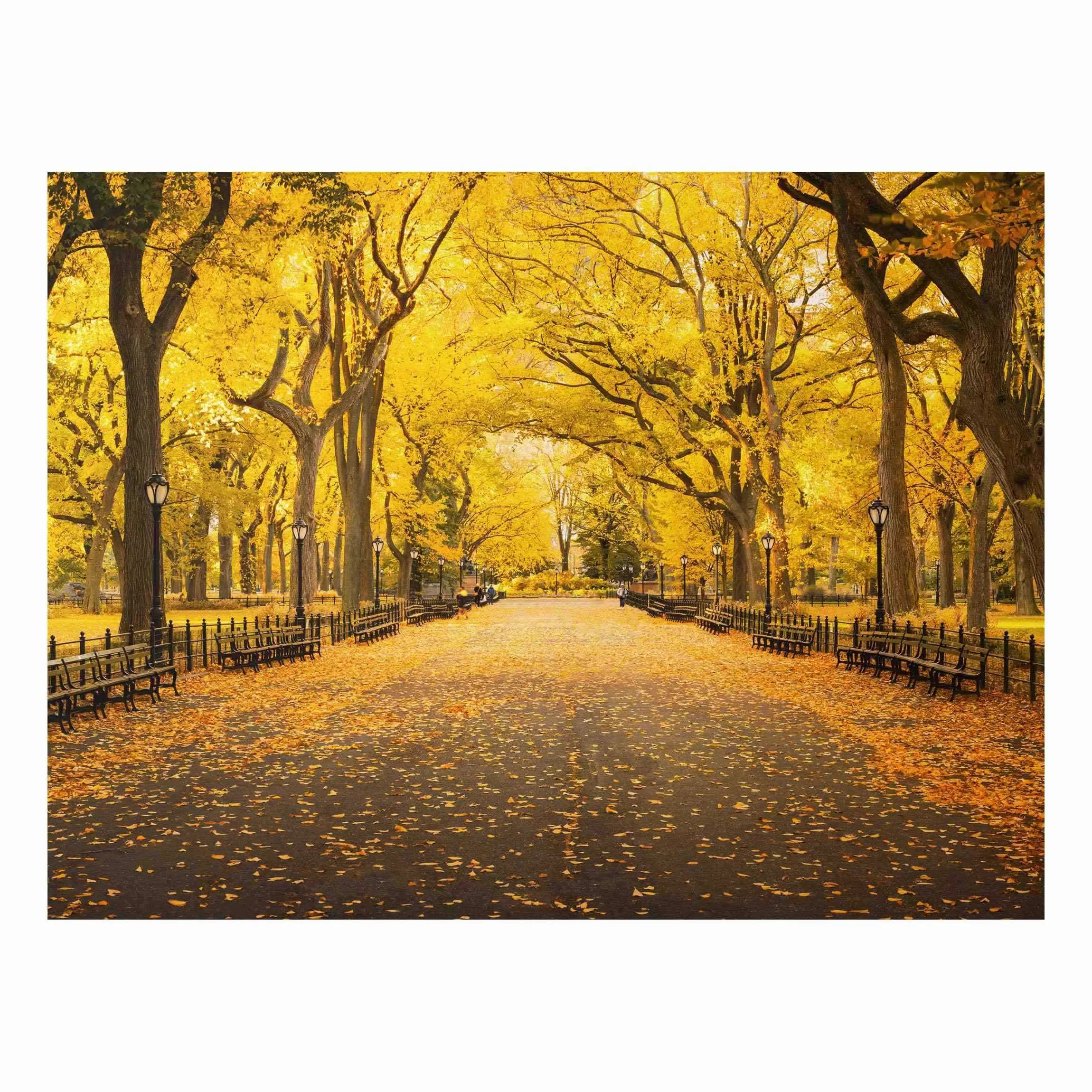 Alu-Dibond Bild Herbst im Central Park günstig online kaufen