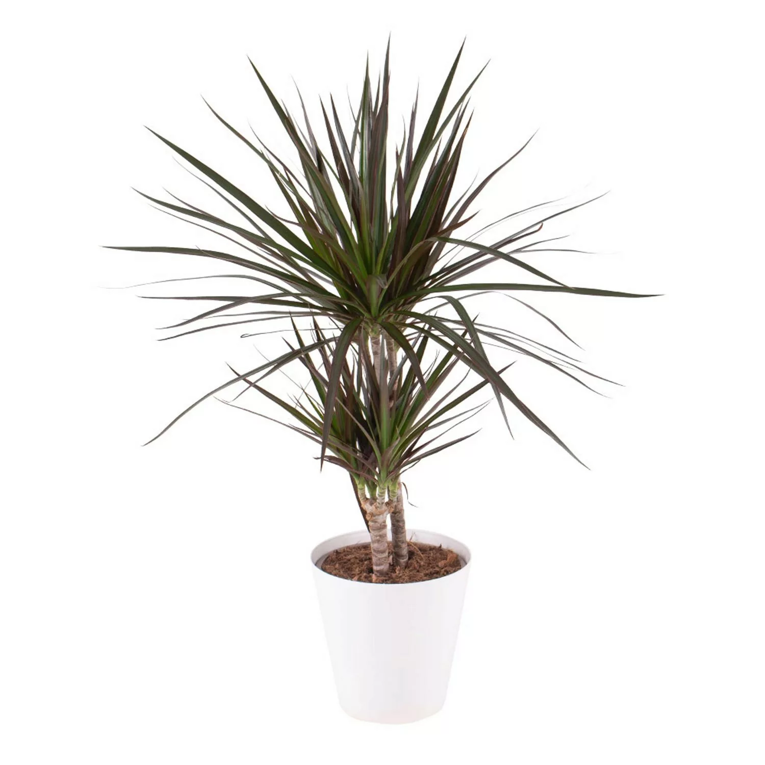 Drachenbaum Gratis Topf Zimmerpflanze Höhe ca. 70 cm  Topf-ø 17 cm Dracaena günstig online kaufen