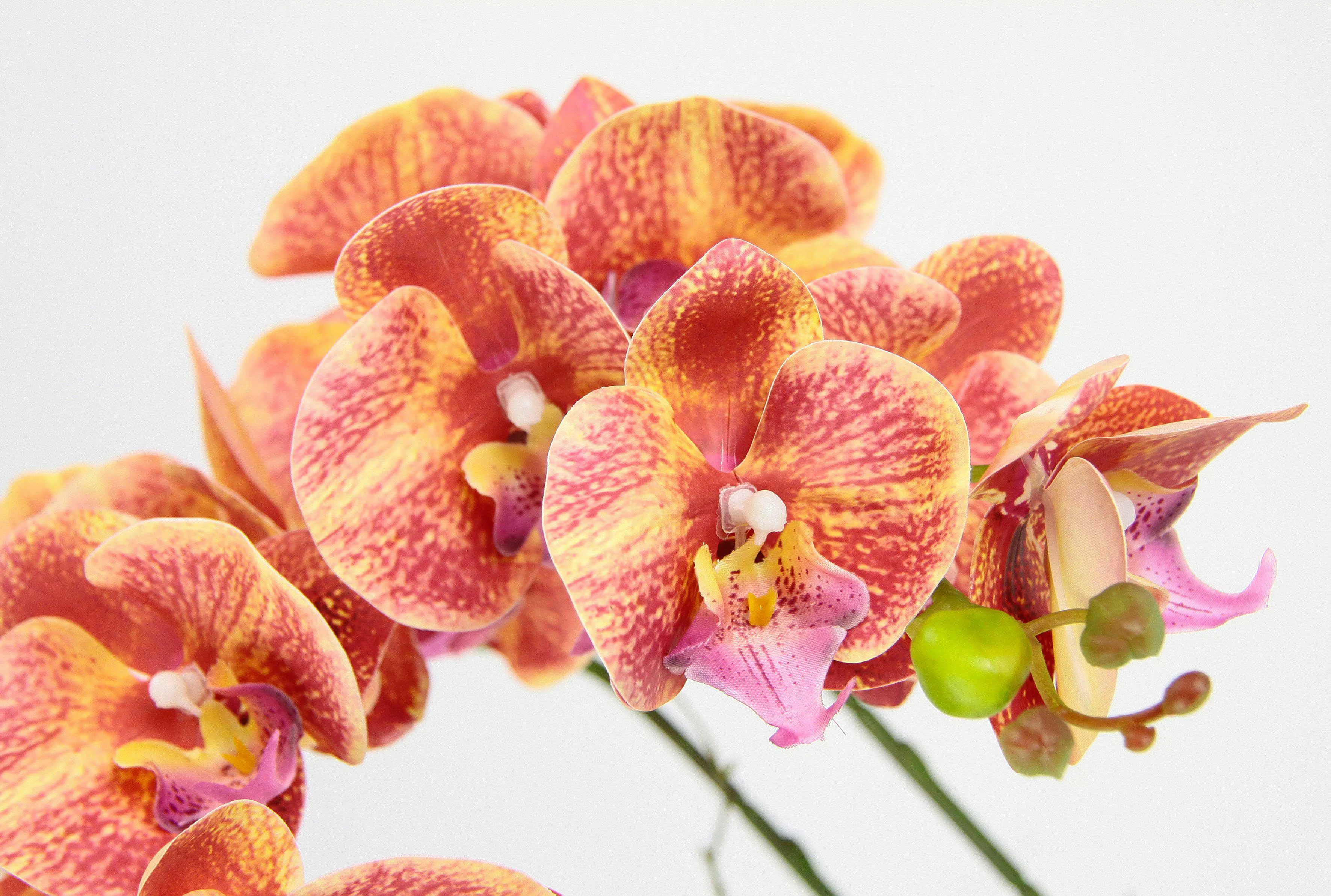 I.GE.A. Kunstblume "Orchidee", Im Topf Phalaenopsis Orchidee Phalaenopsis m günstig online kaufen
