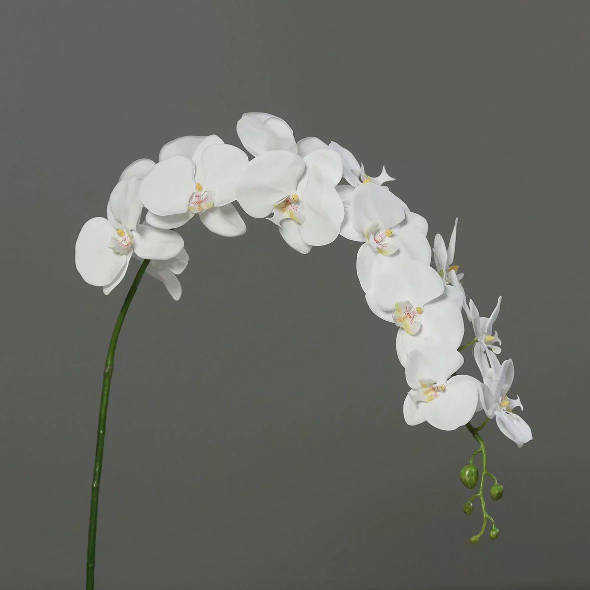 Kunstblume Orchidee-Phalaenopsis cream 142cm günstig online kaufen