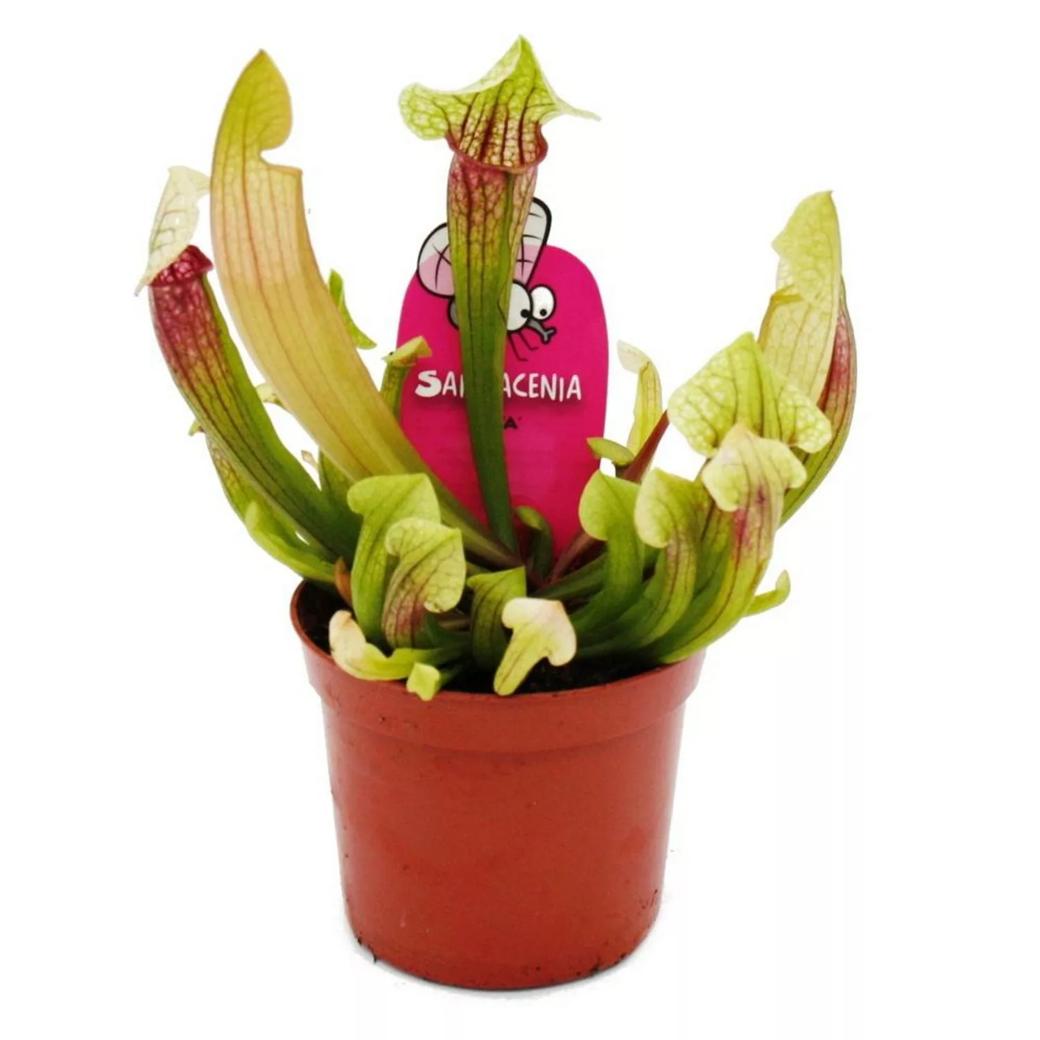 Exotenherz Schlauchpflanze Sarracenia Eva Fleischfressende Pflanze 9cm Topf günstig online kaufen
