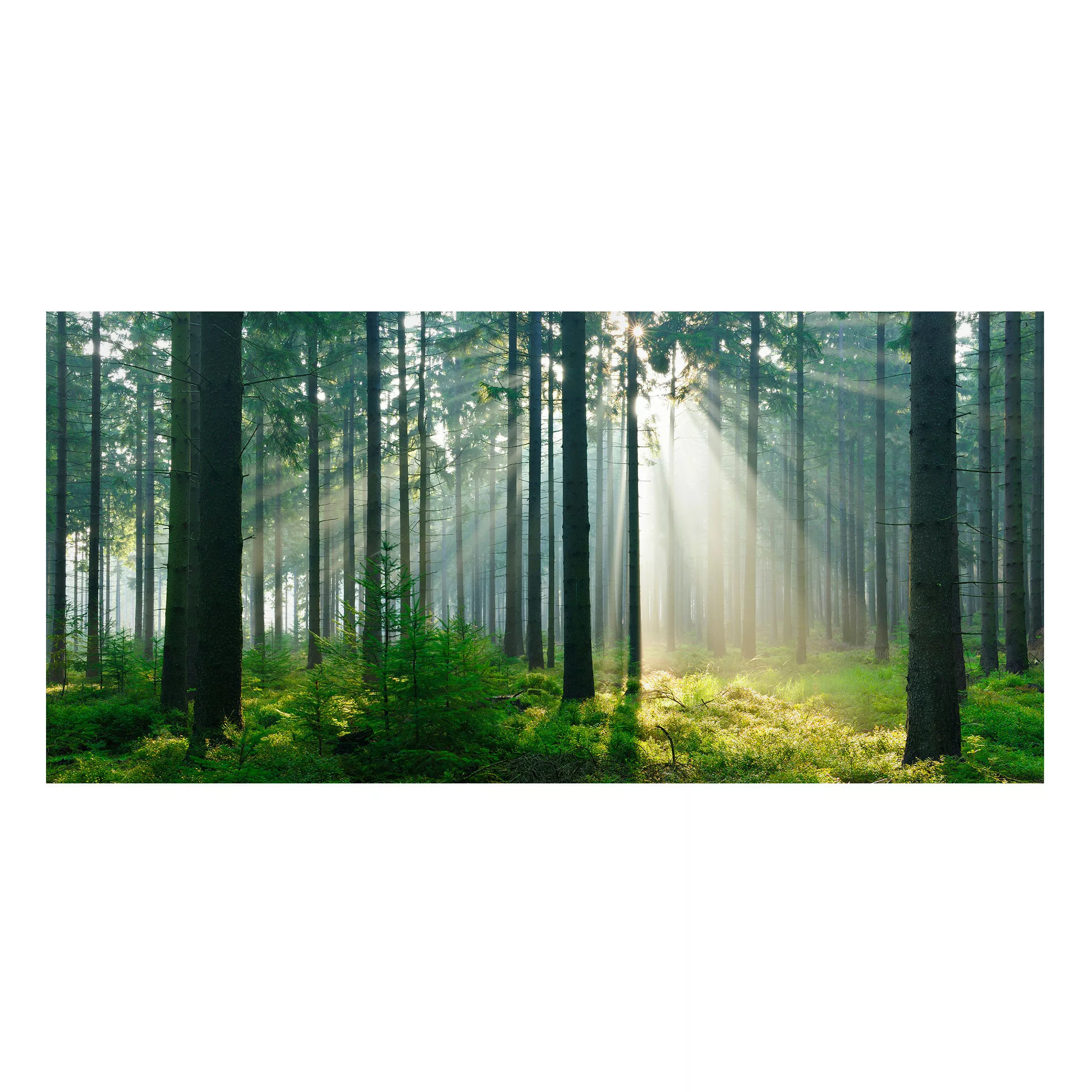 Magnettafel Natur & Landschaft - Querformat 2:1 Enlightened Forest günstig online kaufen