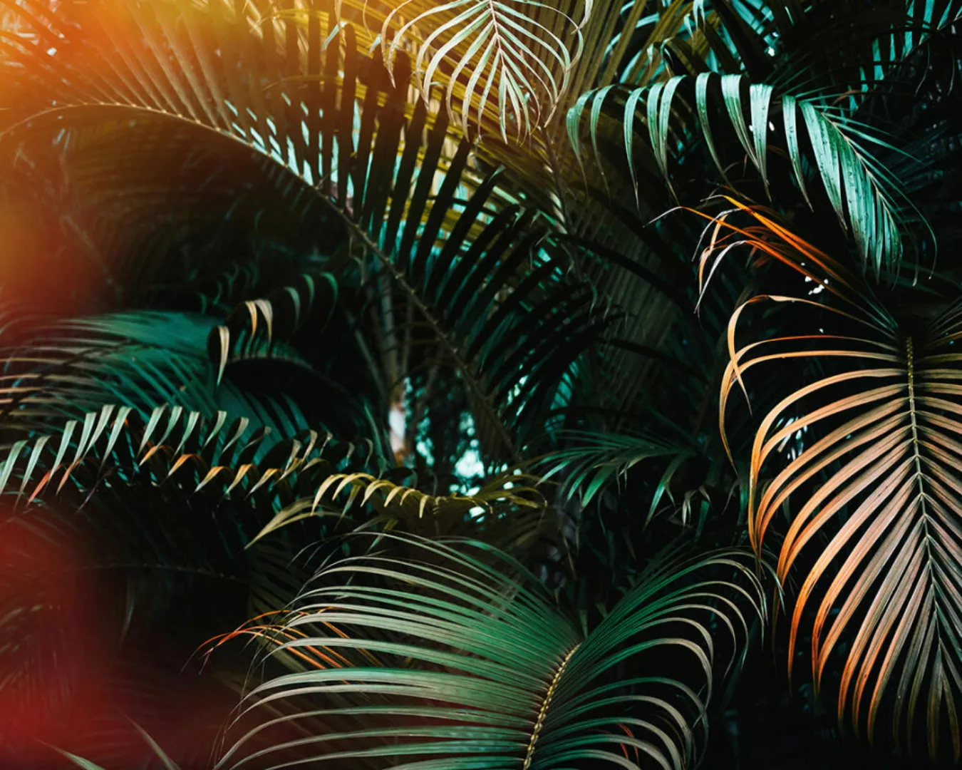 Fototapete "Jungle colour" 3,50x2,55 m / Strukturvlies Klassik günstig online kaufen