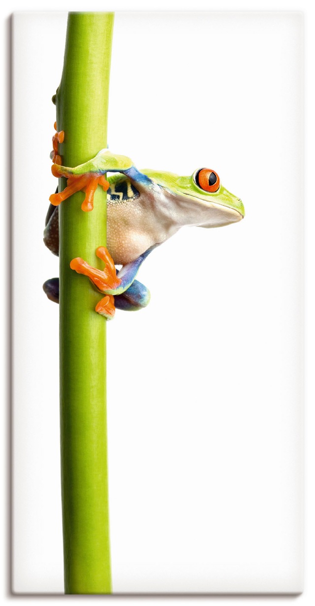 Artland Wandbild "Frosch umfasst einen Pflanzenstengel", Wassertiere, (1 St günstig online kaufen