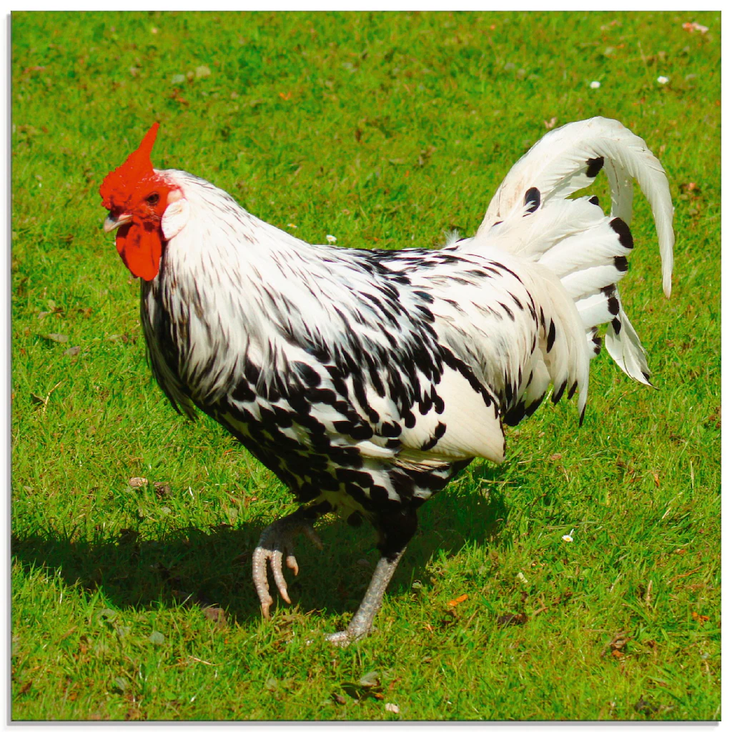Artland Glasbild "Gepunktetes Huhn", Vögel, (1 St.), in verschiedenen Größe günstig online kaufen