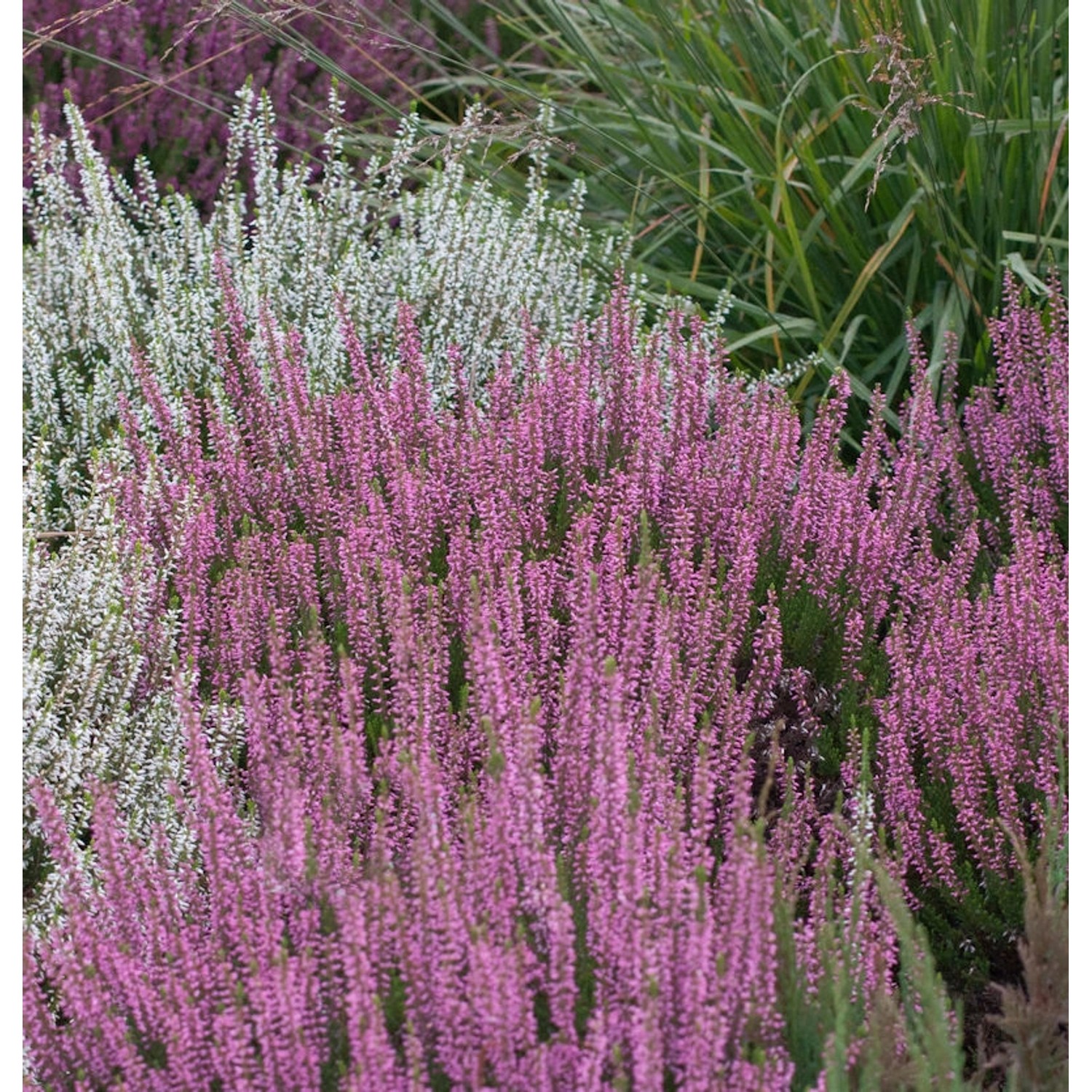 10x Knospenheide Gardengirls Rosita - Calluna vulgaris günstig online kaufen