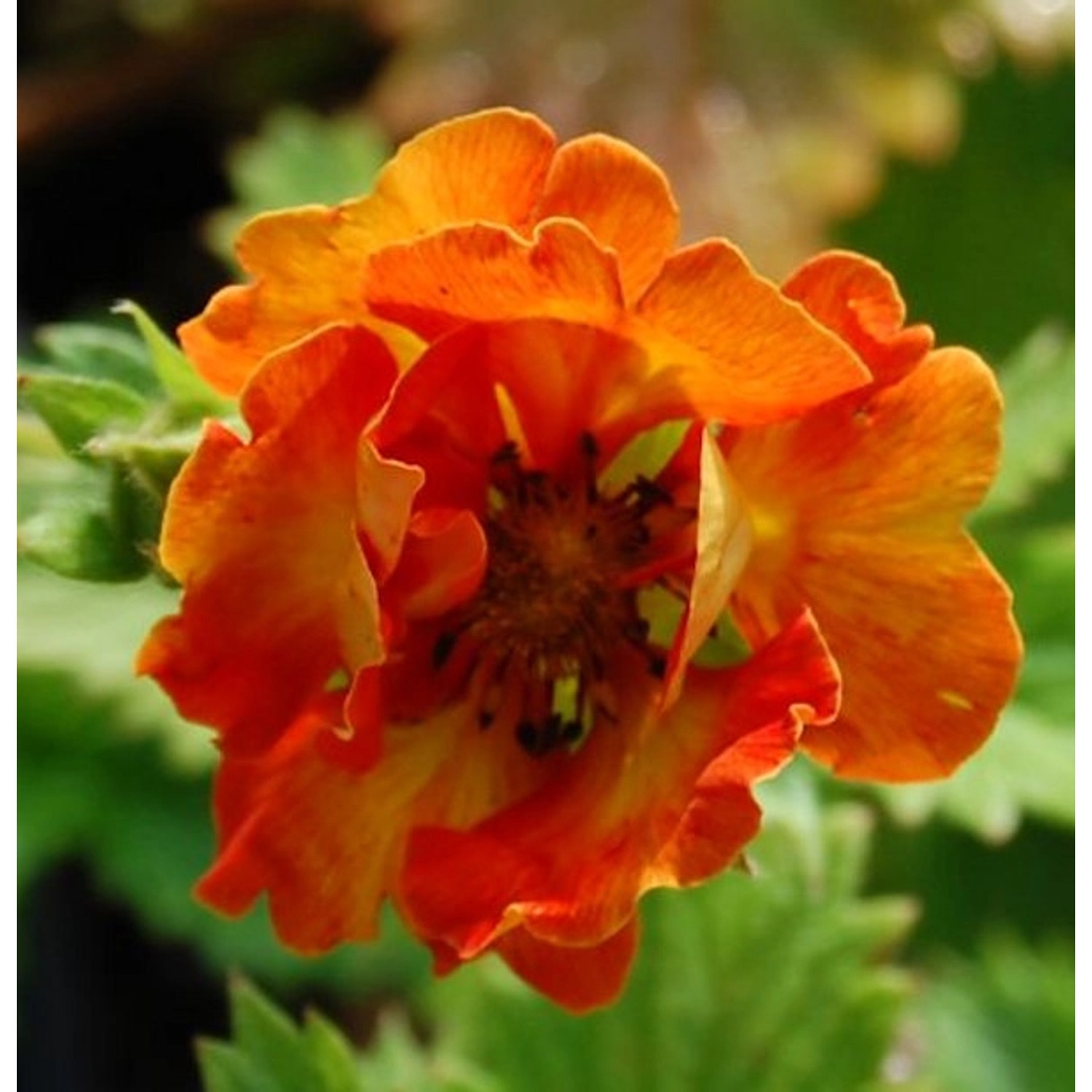 Fingerkraut William Rollinson - Potentilla Hybrid günstig online kaufen