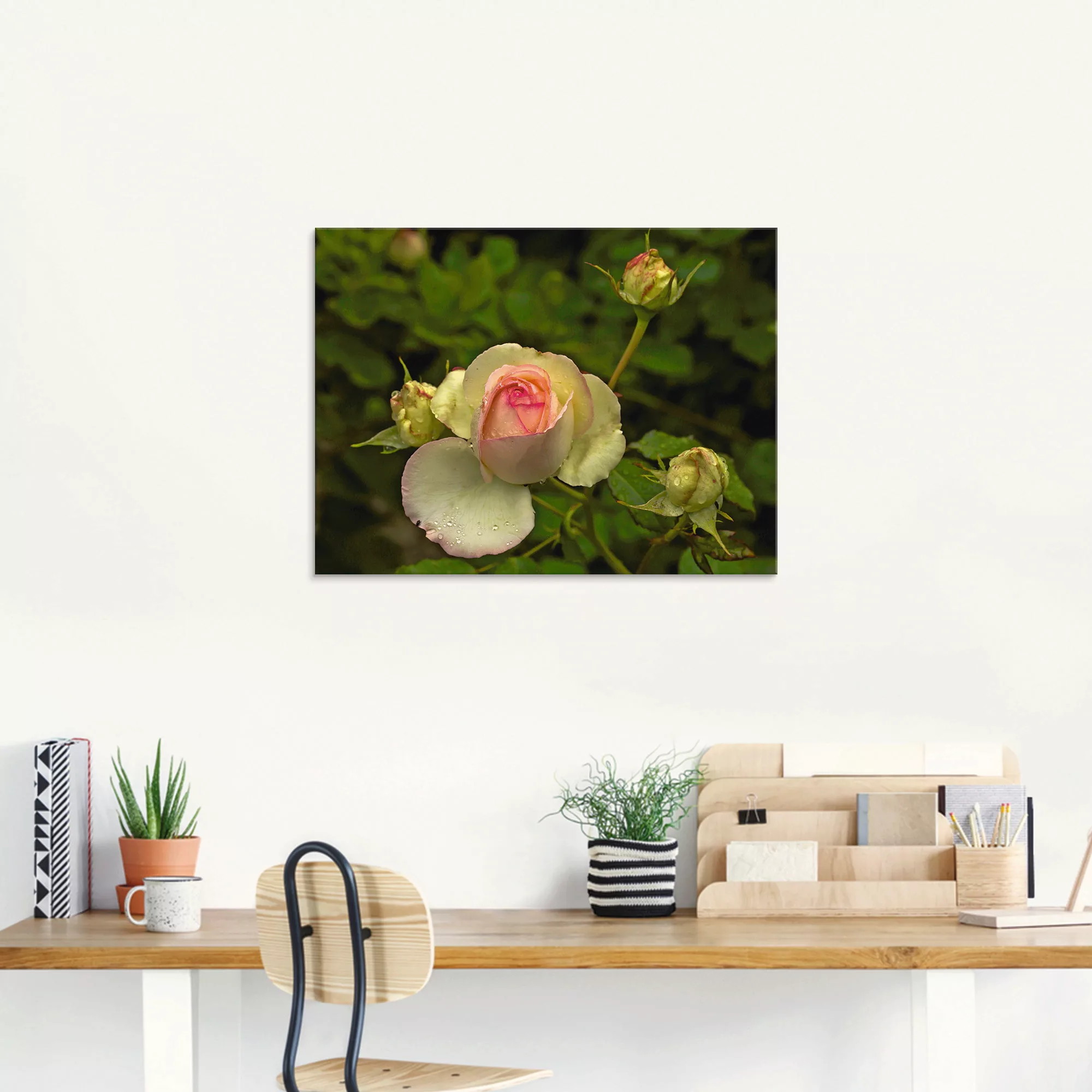 Artland Glasbild »Rosa Rose«, Blumen, (1 St.), in verschiedenen Größen günstig online kaufen