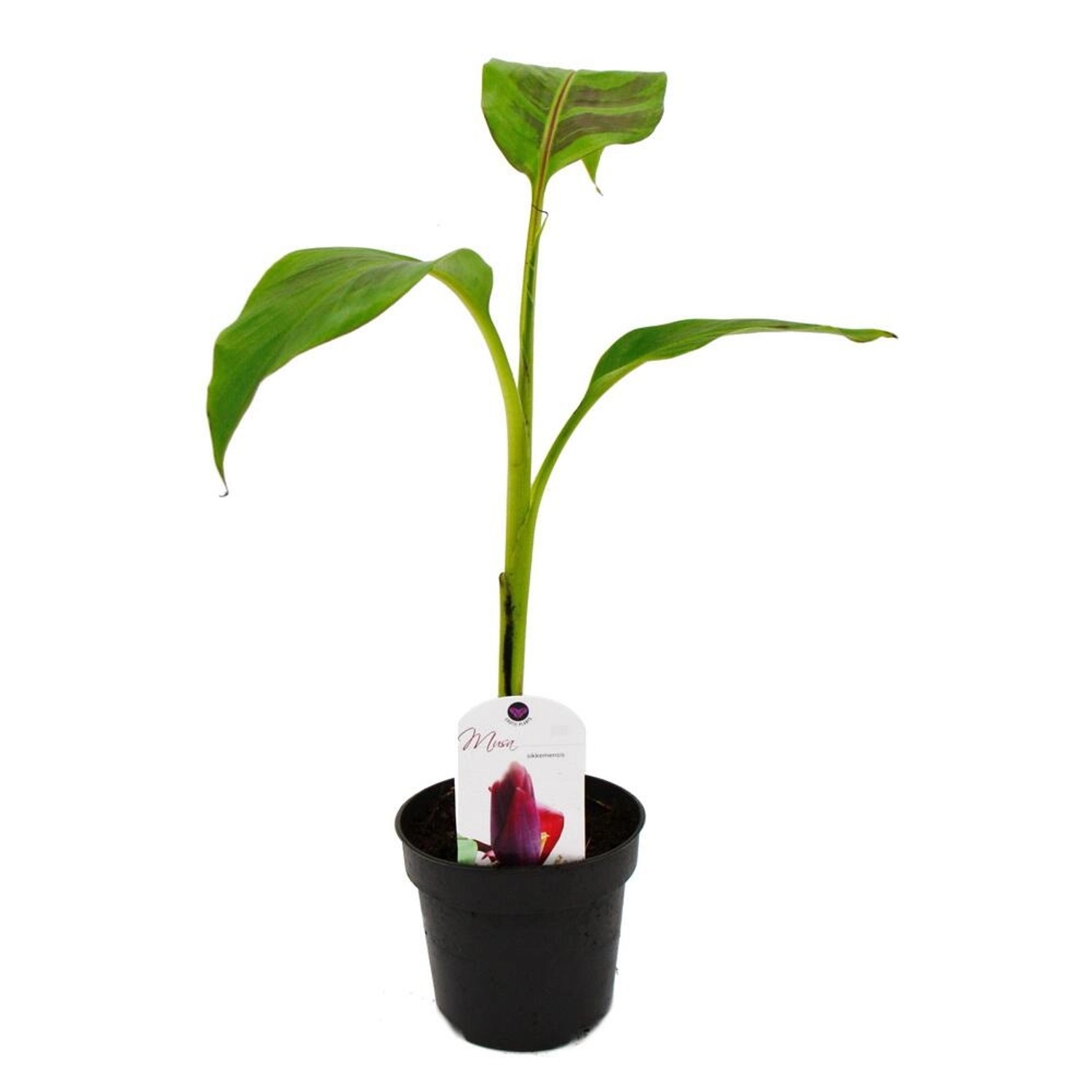 Exotenherz Winterharte Banane Musa Sikkemensis Darjeeling-Banane 12cm Topf günstig online kaufen