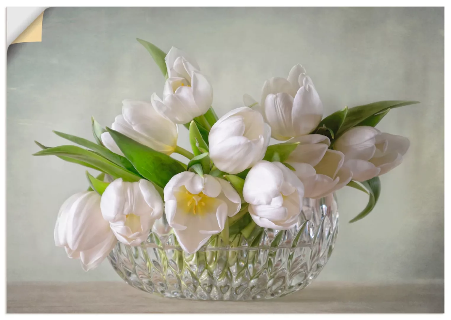 Artland Wandbild »Weiße Tulpen«, Blumen, (1 St.), als Leinwandbild, Poster, günstig online kaufen