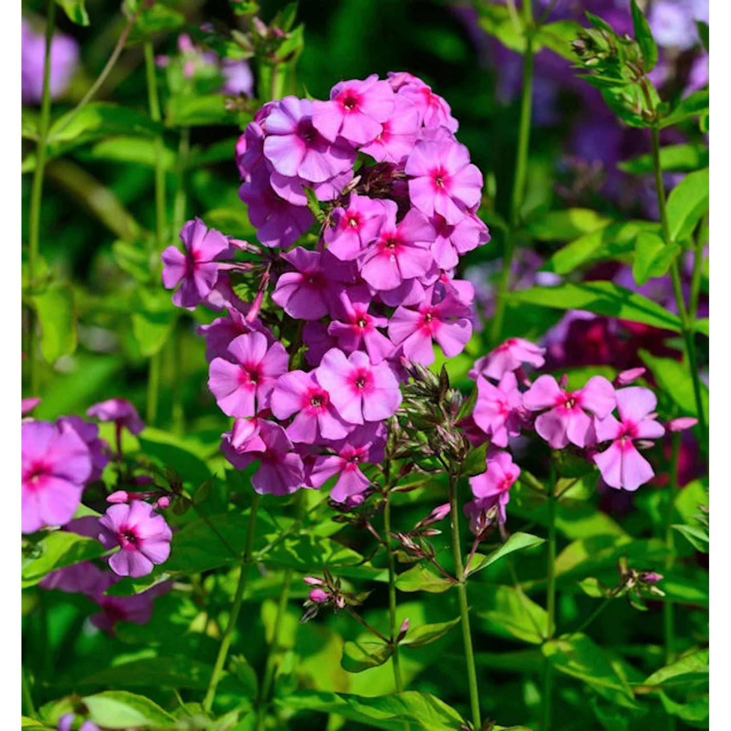 Hohe Flammenblume Dorffreude - Phlox Paniculata günstig online kaufen