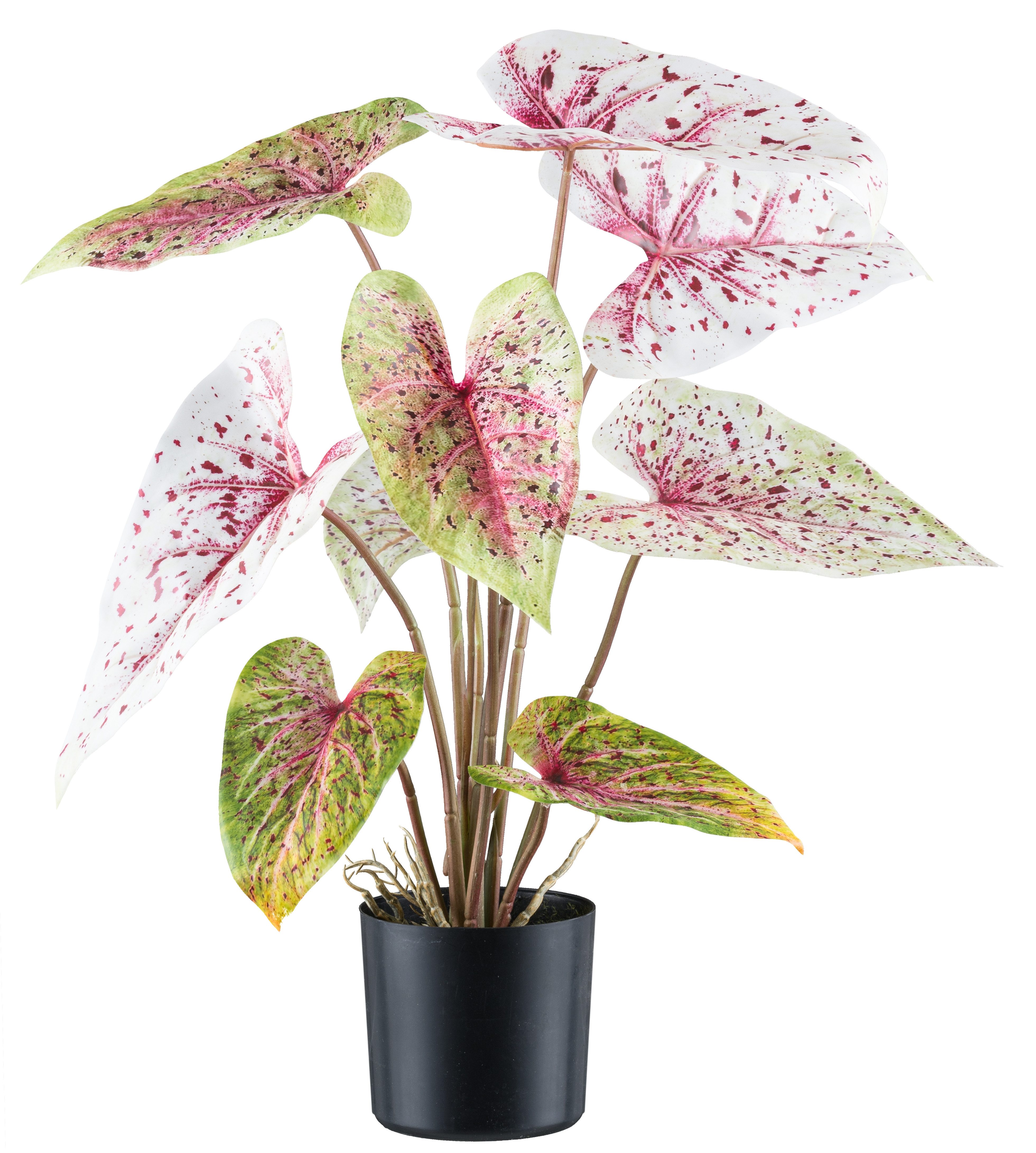 Kunstblume Caladium, Creativ green, Höhe 55 günstig online kaufen