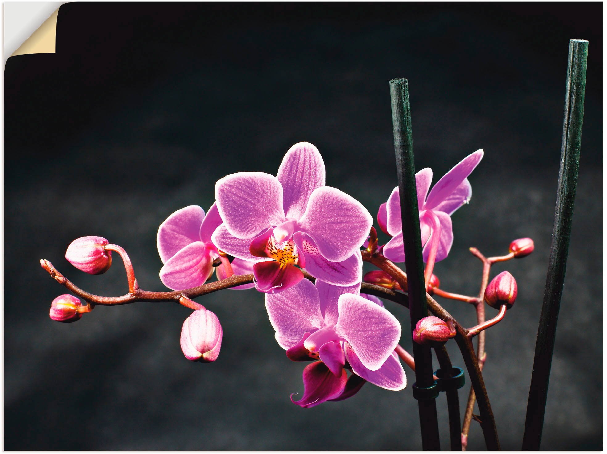 Artland Wandbild »Eine Orchidee vor schwarzem Hintergrund«, Blumen, (1 St.) günstig online kaufen