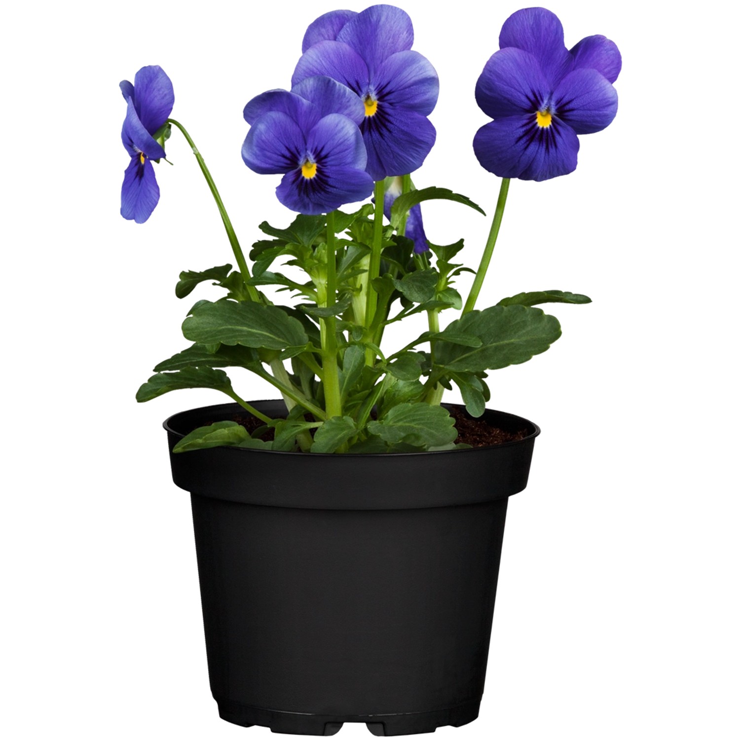 Hornveilchen Blau Topf-Ø ca. 9 cm Viola cornuta günstig online kaufen