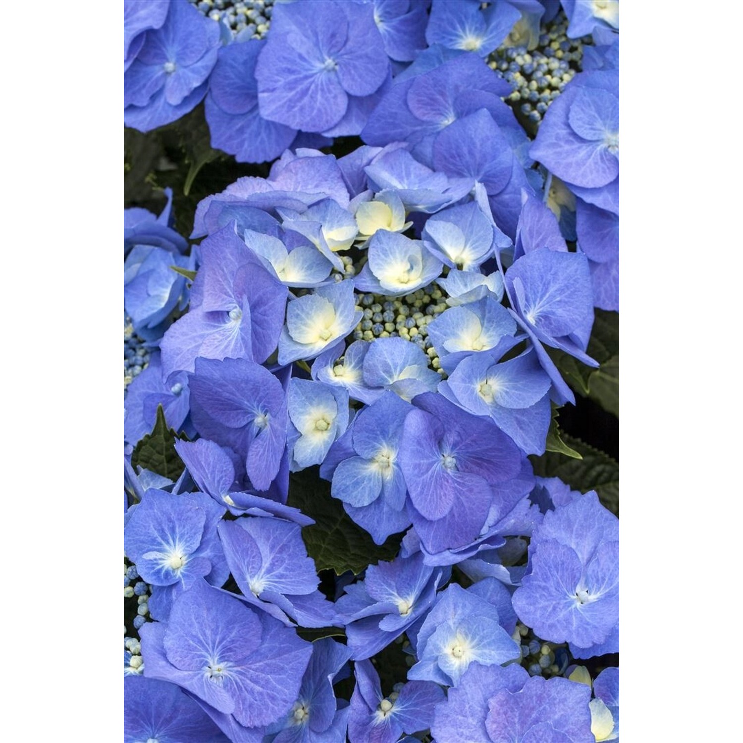 Hydrangea Macrophylla Bauernhortensie Blaumeise Ca. 9x9 cm Topf günstig online kaufen