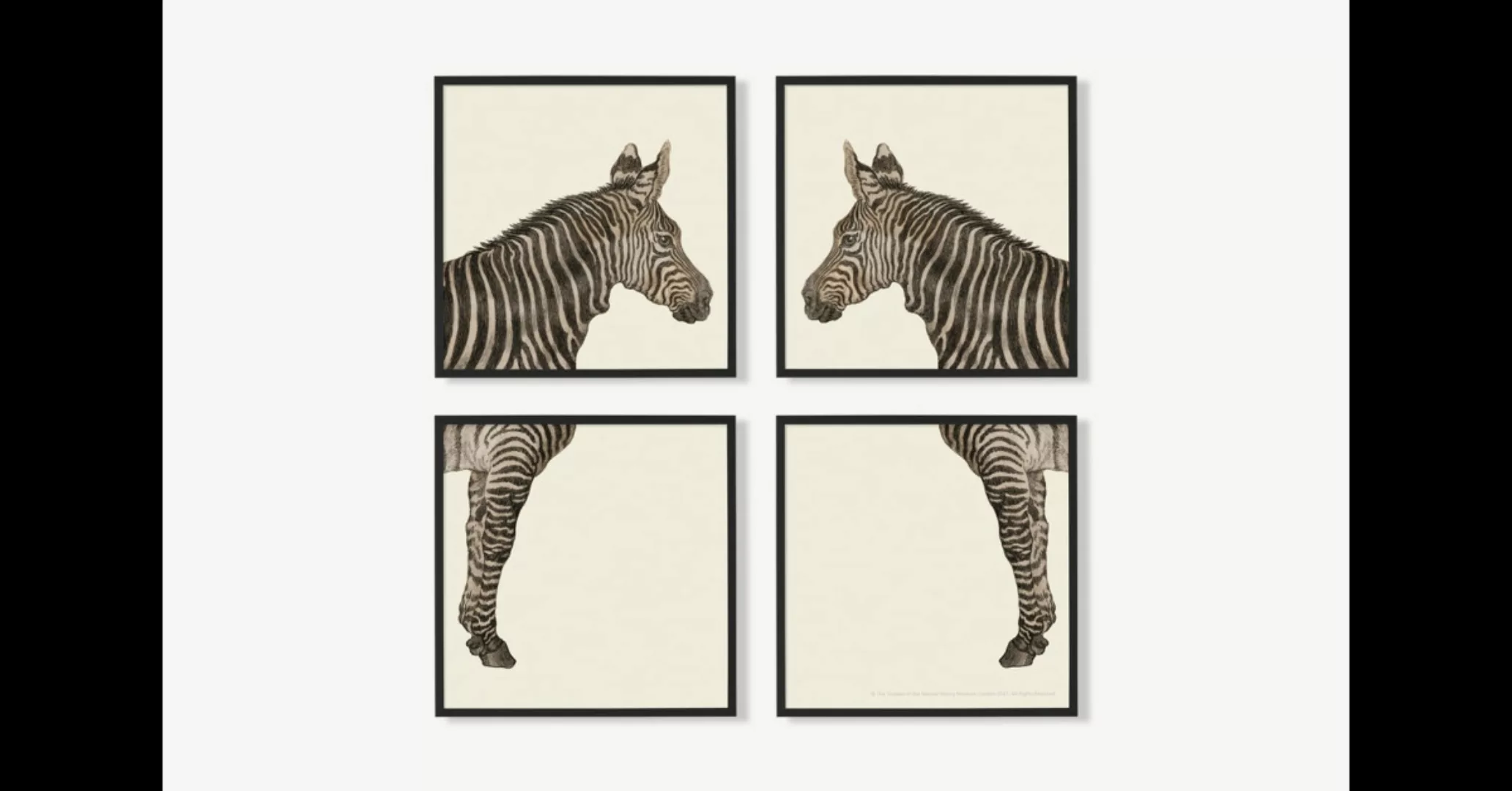 4 x Natural History Museum 'Vintage Zebra' gerahmte Kunstdrucke (40 x 40 cm günstig online kaufen