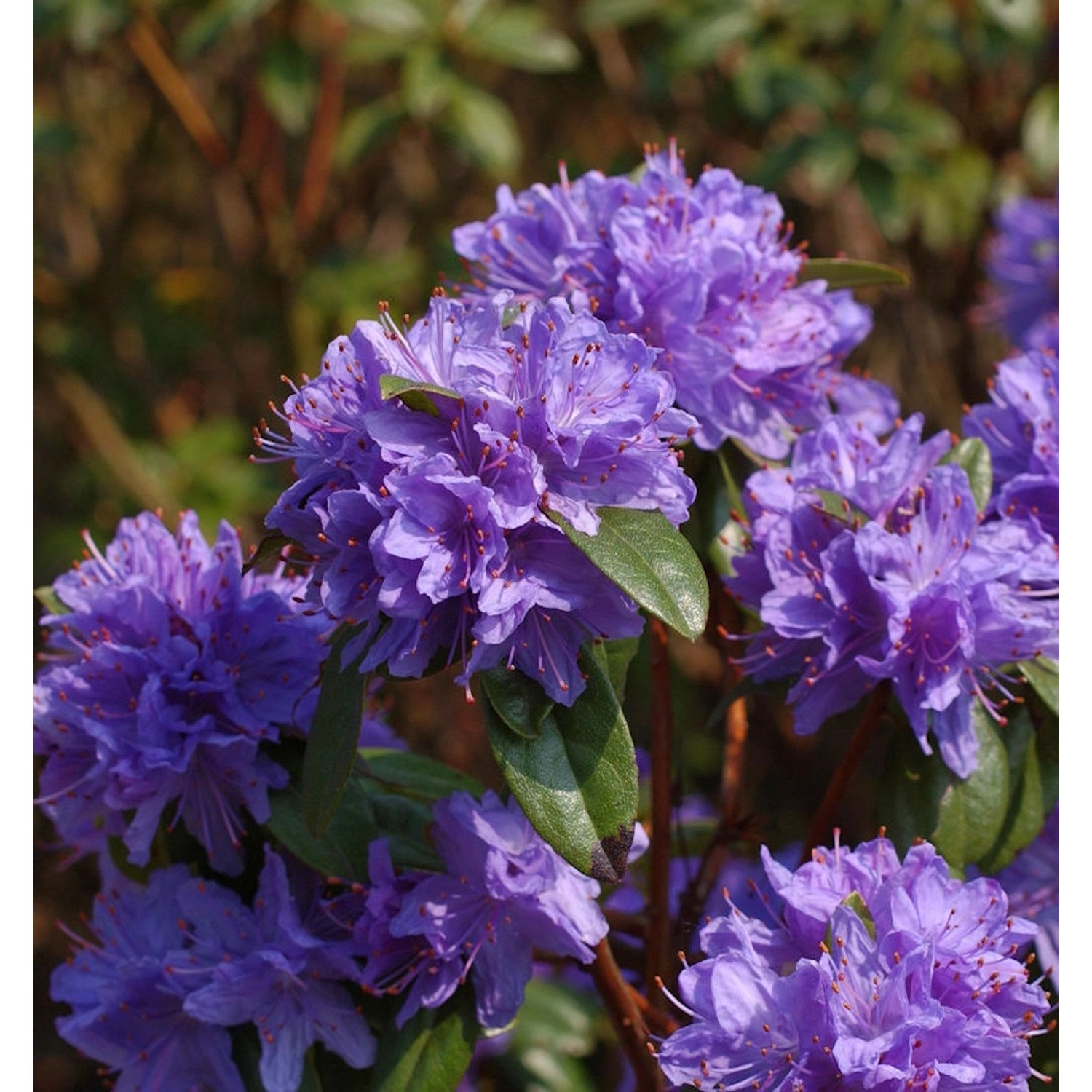 Wild - Rhododendron Aquamarin 30-40cm - Rhododendron augustinii günstig online kaufen