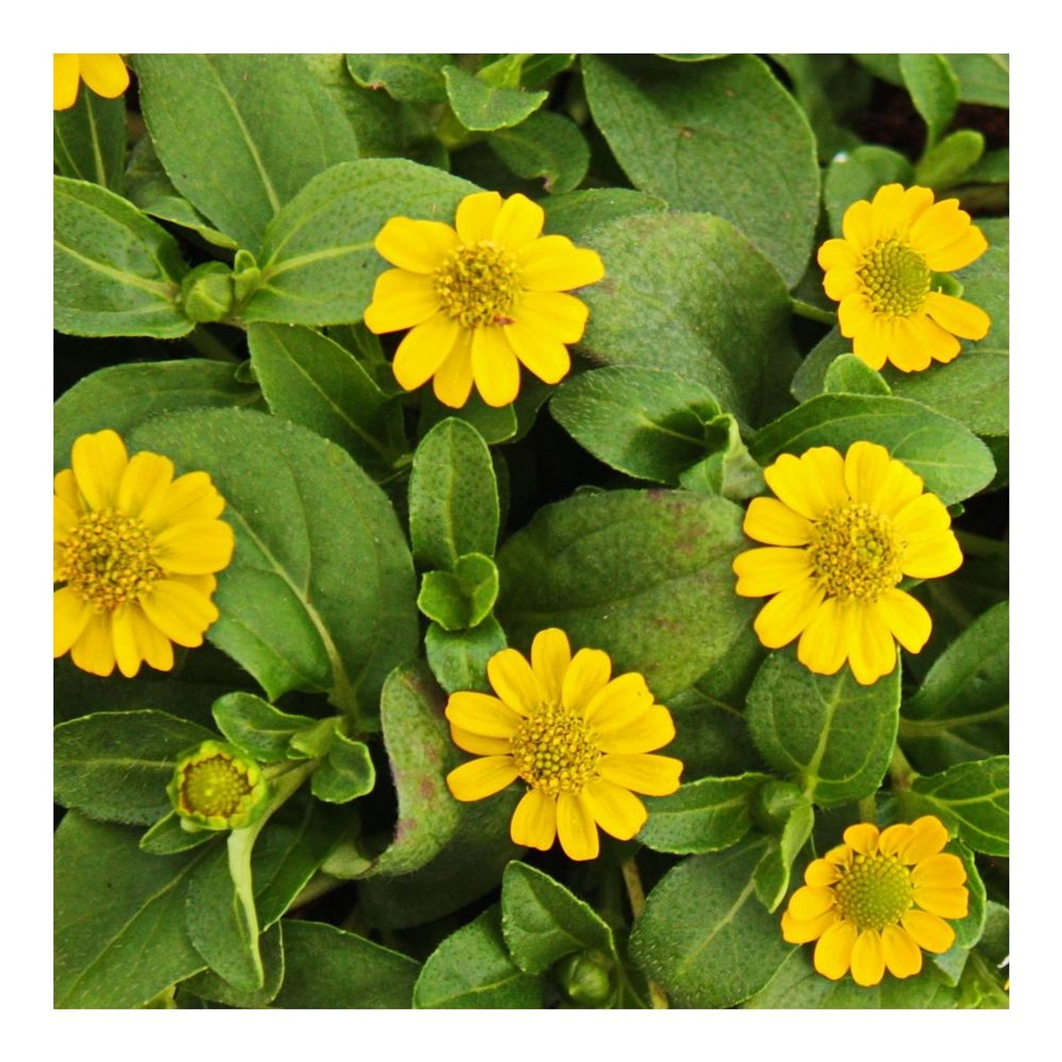 Exotenherz Husarenknöpfchen Gelb Sanvitalia 12cm Set mit 3 Pflanzen günstig online kaufen