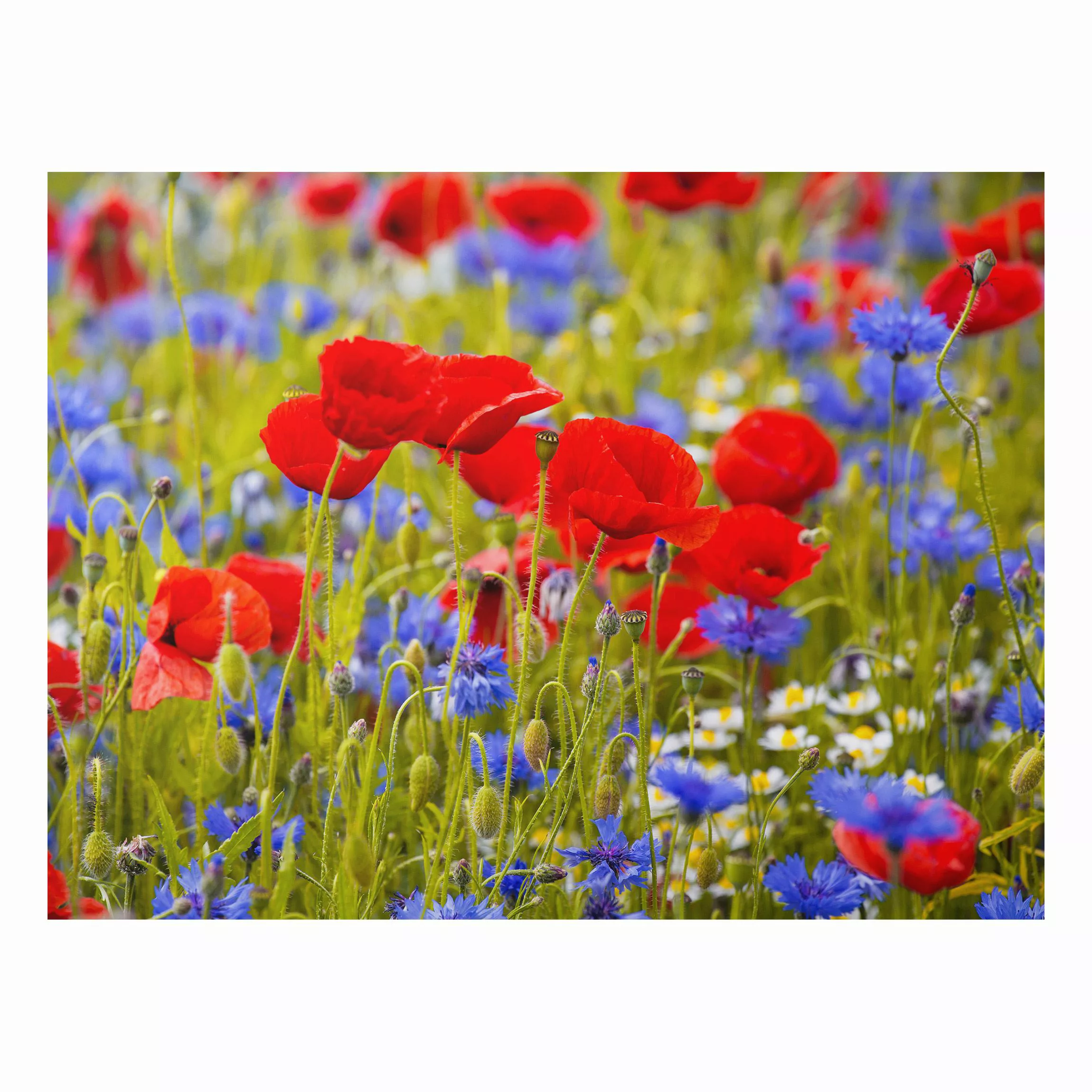 Alu-Dibond Bild Blumen - Querformat 4:3 Sommerwiese mit Mohn und Kornblumen günstig online kaufen