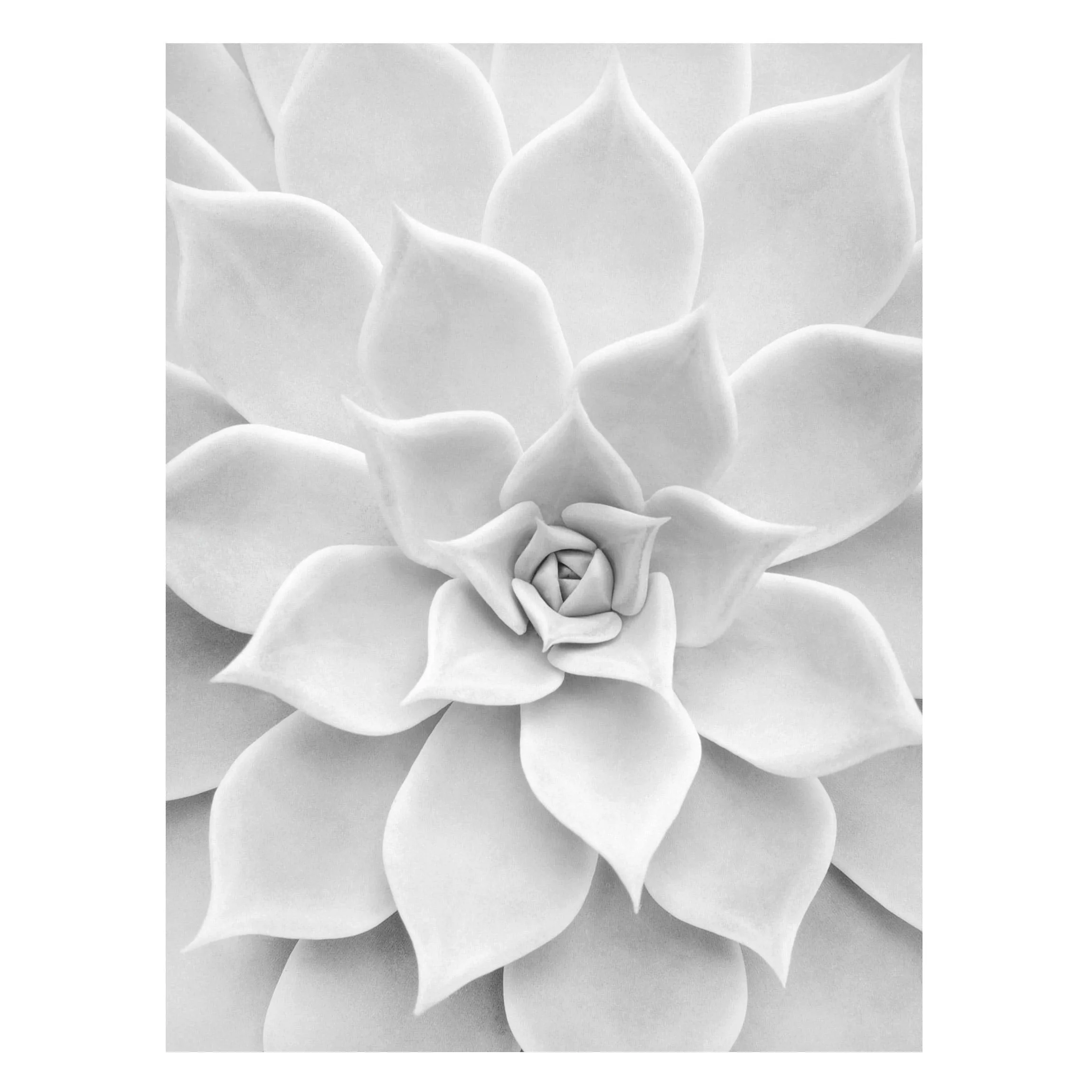 Magnettafel Blumen - Hochformat 3:4 Kaktus Sukkulente günstig online kaufen