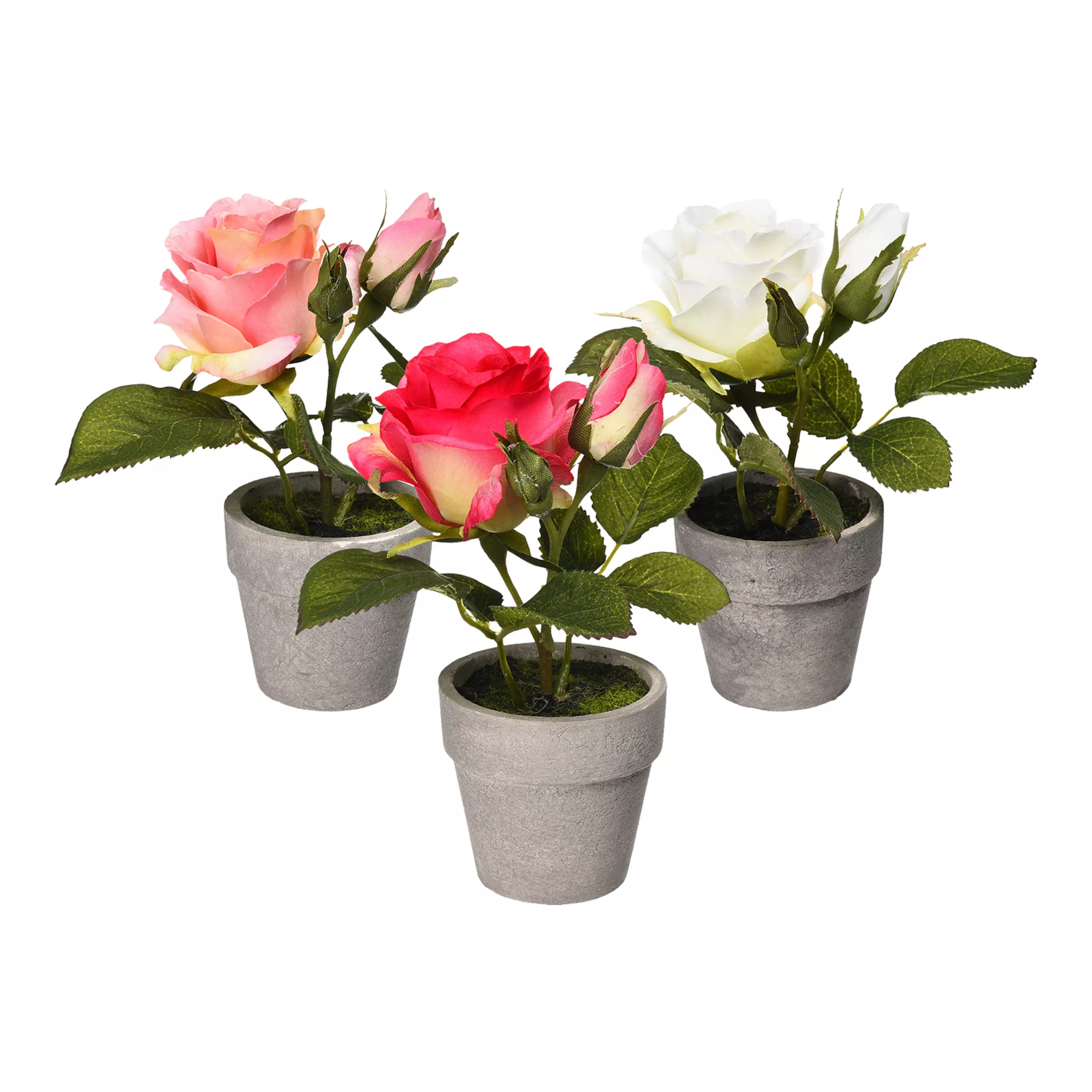 Rose im Topf-Set, rosa/weiß günstig online kaufen