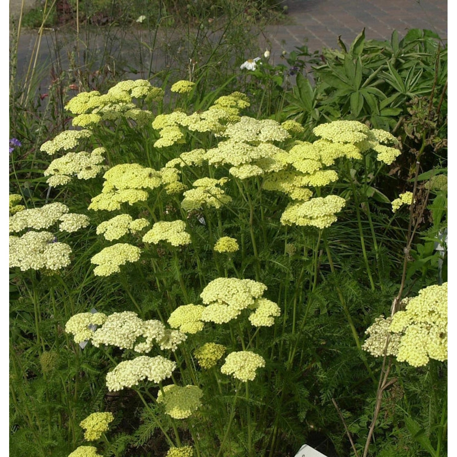 Schafgarbe Hella Glashoff - Achillea filipendulina günstig online kaufen