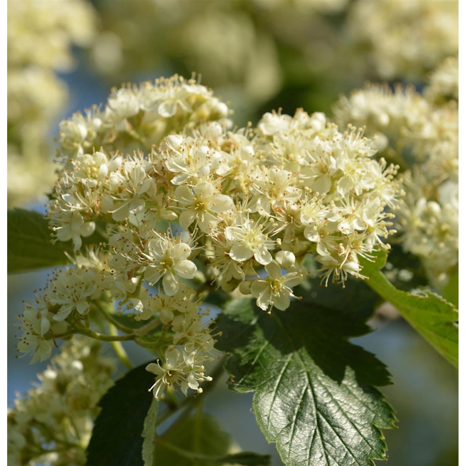 Schwedische Mehlbeere 100-125cm - Sorbus aria günstig online kaufen