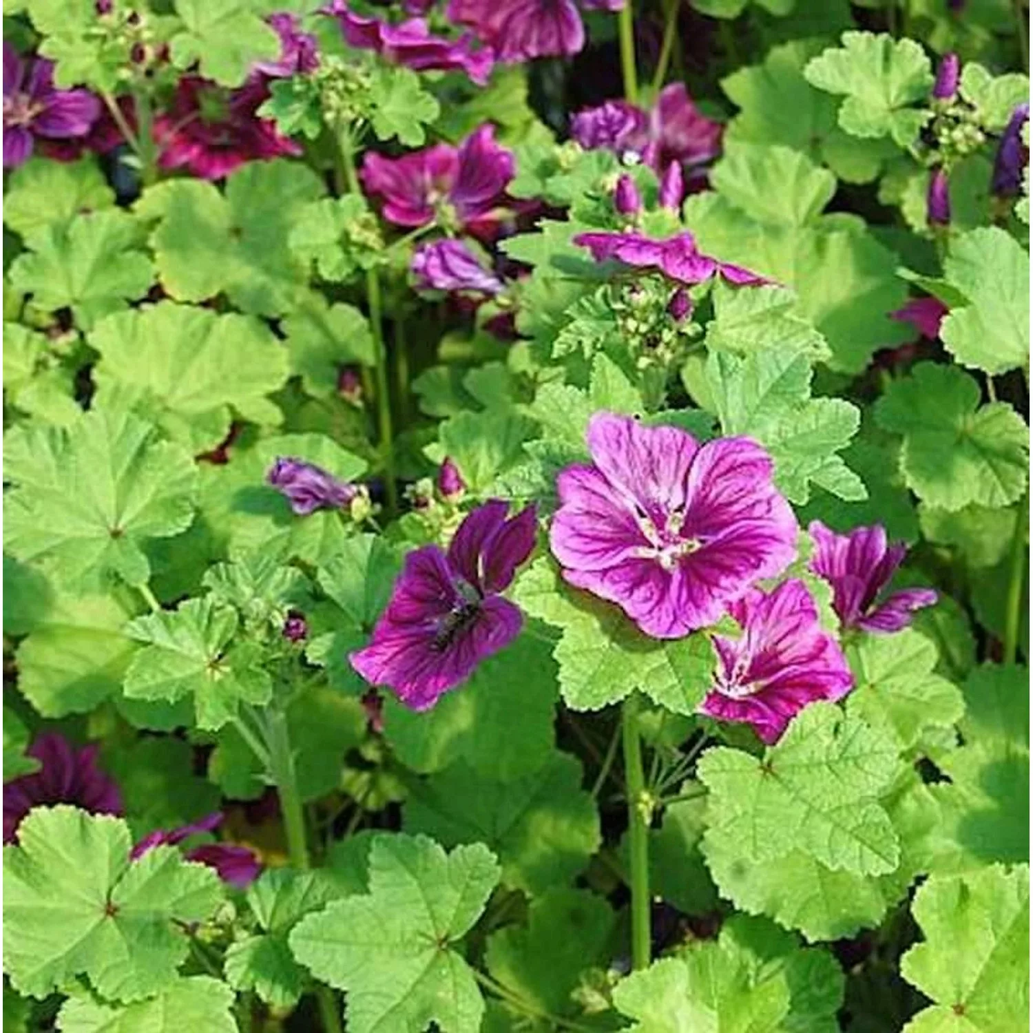 Algier Malve - Malva sylvestris günstig online kaufen