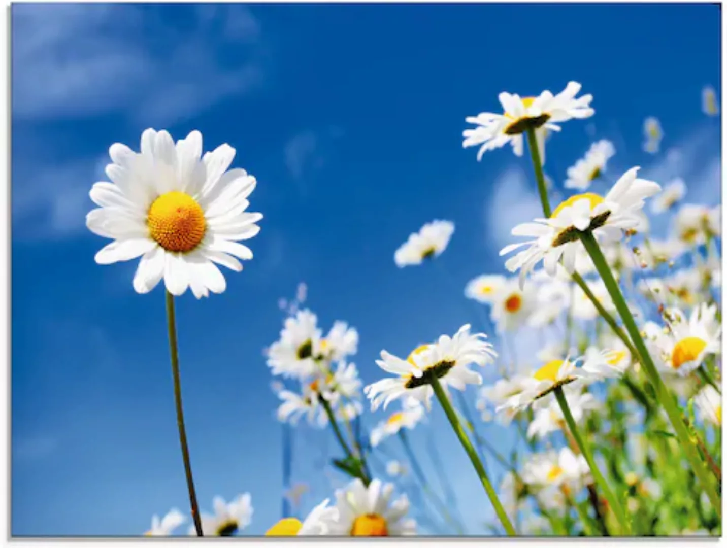 Artland Glasbild »Gänseblümchen«, Blumenwiese, (1 St.), in verschiedenen Gr günstig online kaufen