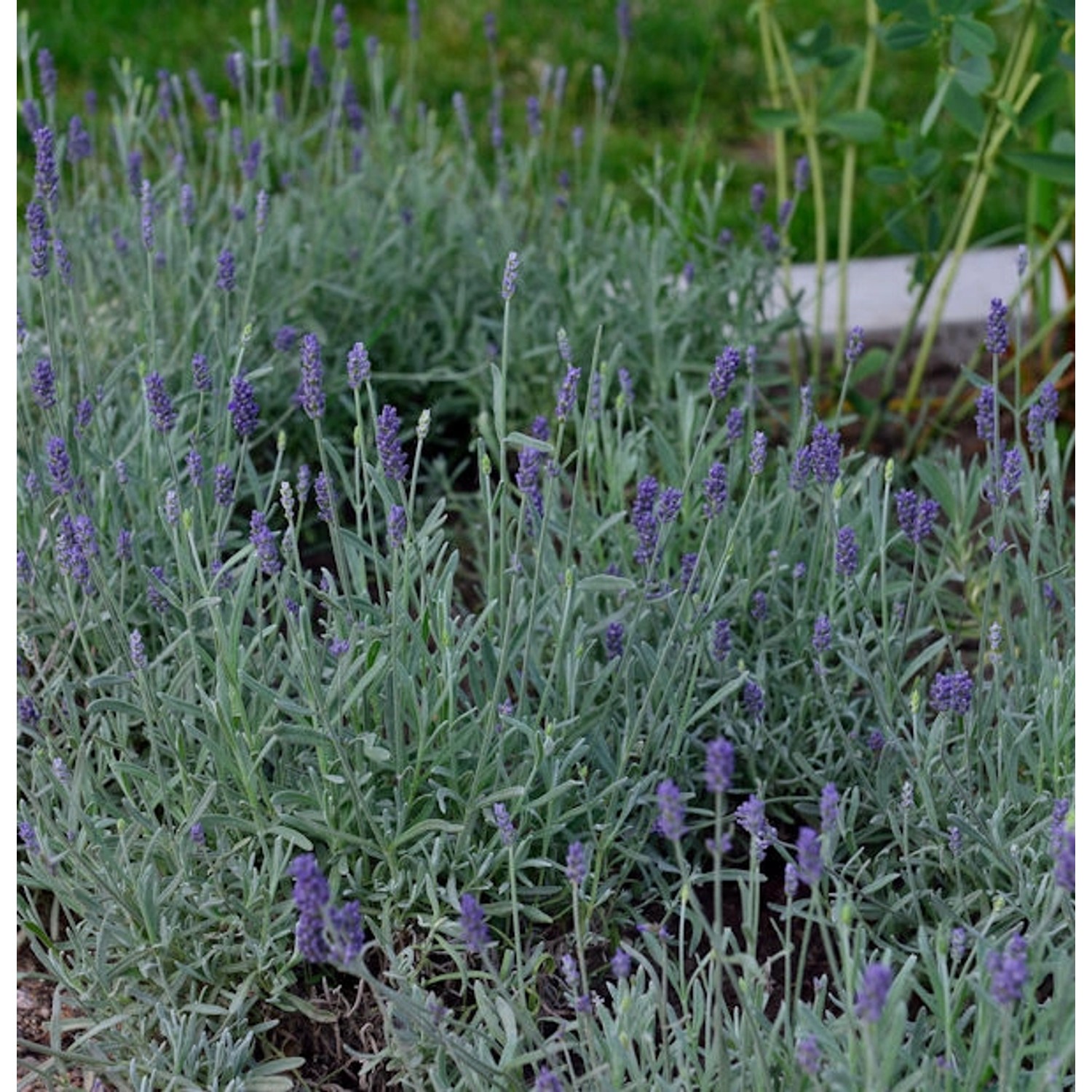 Echter Lavendel Richard Gray - Lavandula angustifolia günstig online kaufen