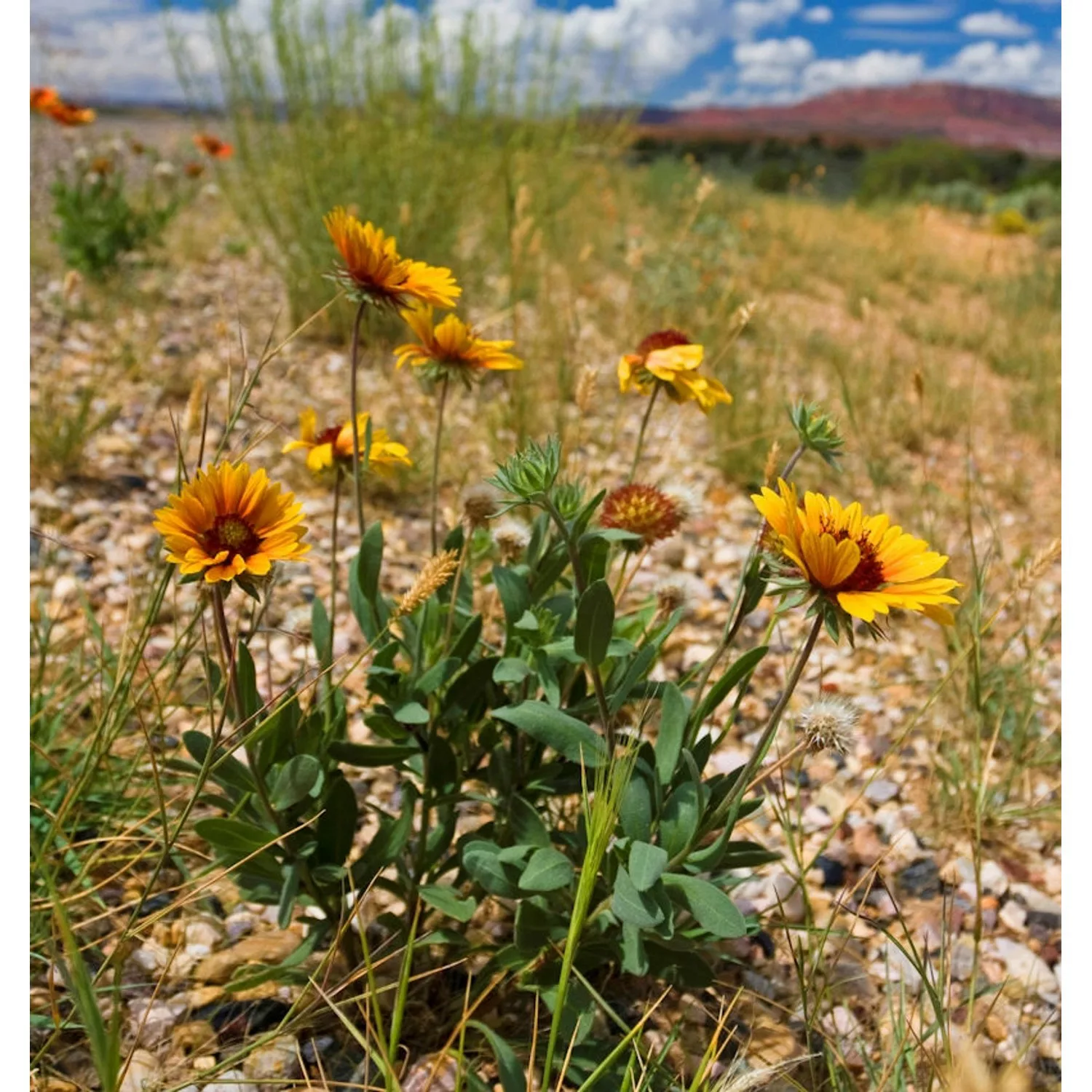 Korkadenblume Arizona Apricot - Gaillardia aristata günstig online kaufen