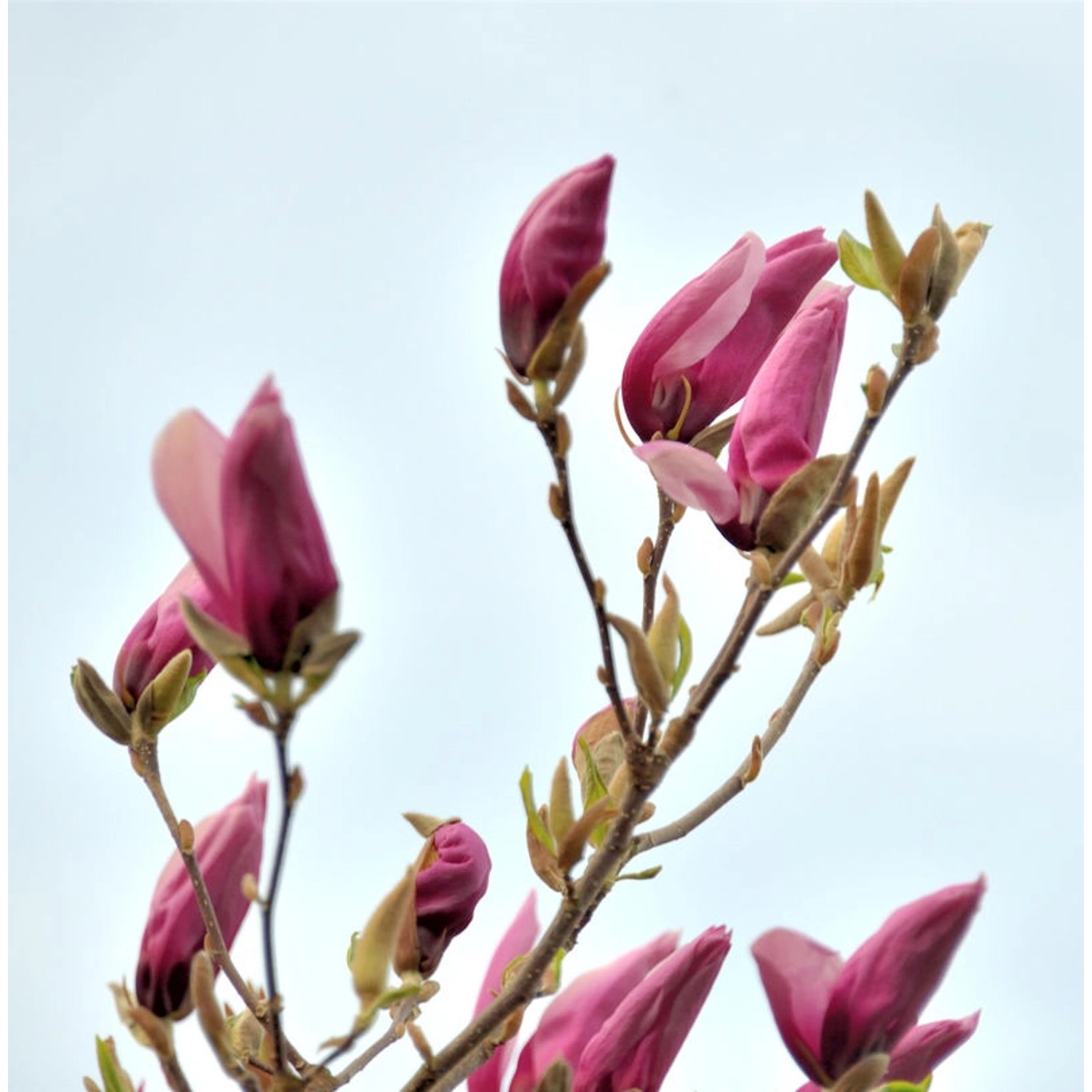 Niedrige Magnolie Ricki 100-125cm - Magnolia liliiflora günstig online kaufen