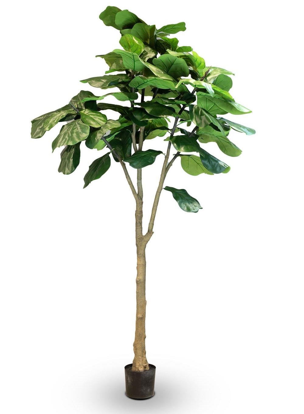 Geigenfeige - Ficus lyrata Kunstpflanze, UV Stabil, Höhe 240 cm günstig online kaufen