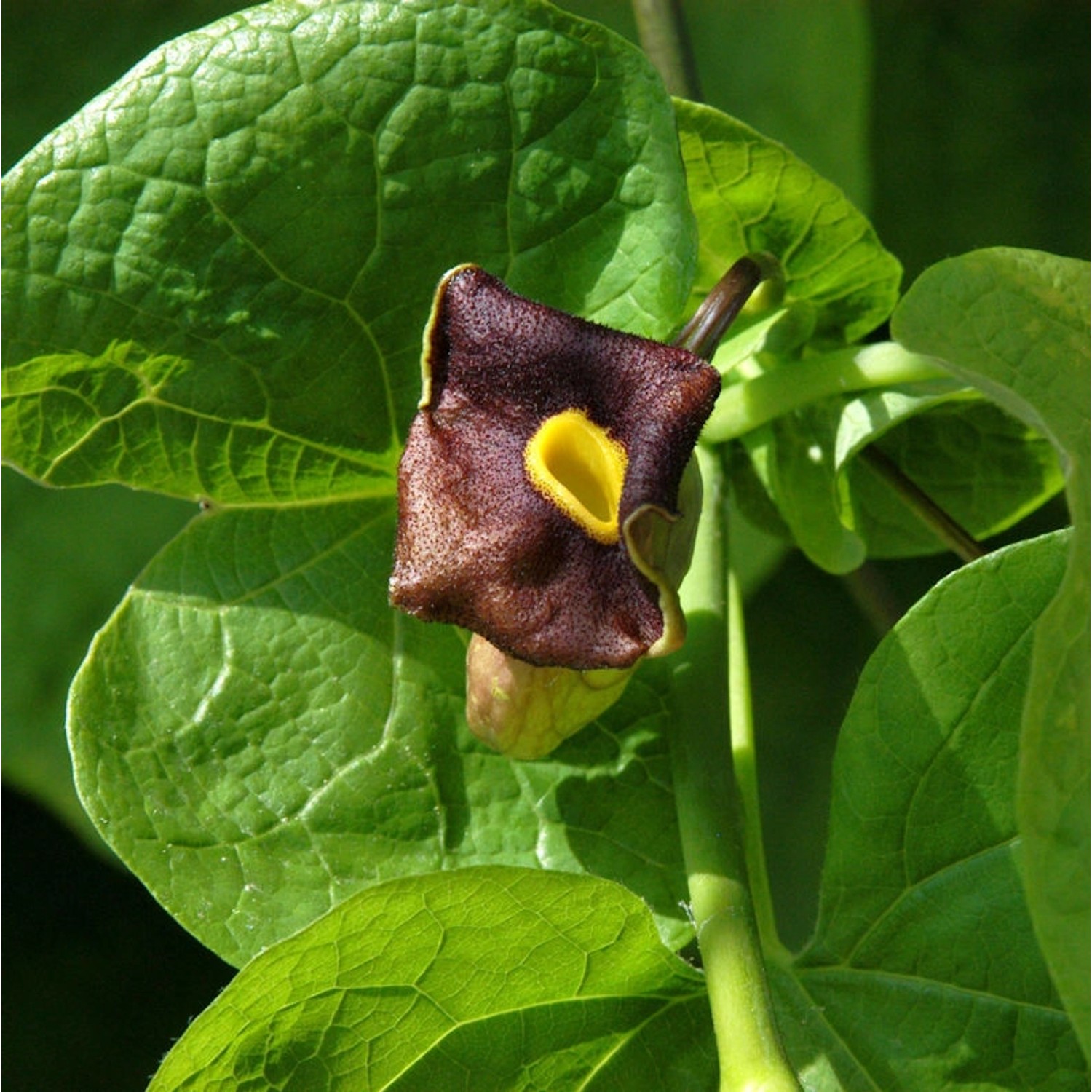 Pfeifenblume 40-60cm - Aristolochia durior günstig online kaufen