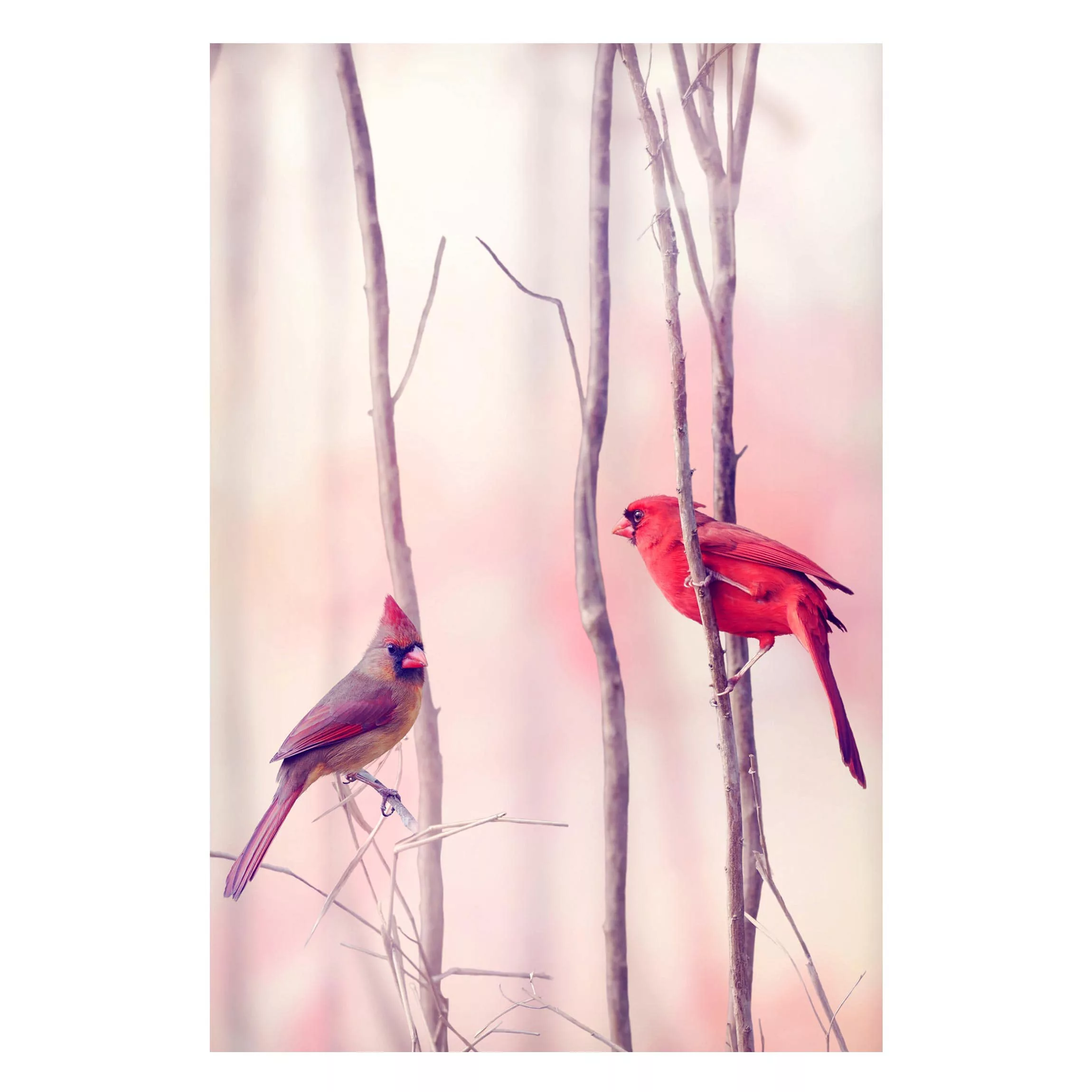 Magnettafel Tiere - Hochformat 2:3 Vögel auf Zweigen günstig online kaufen