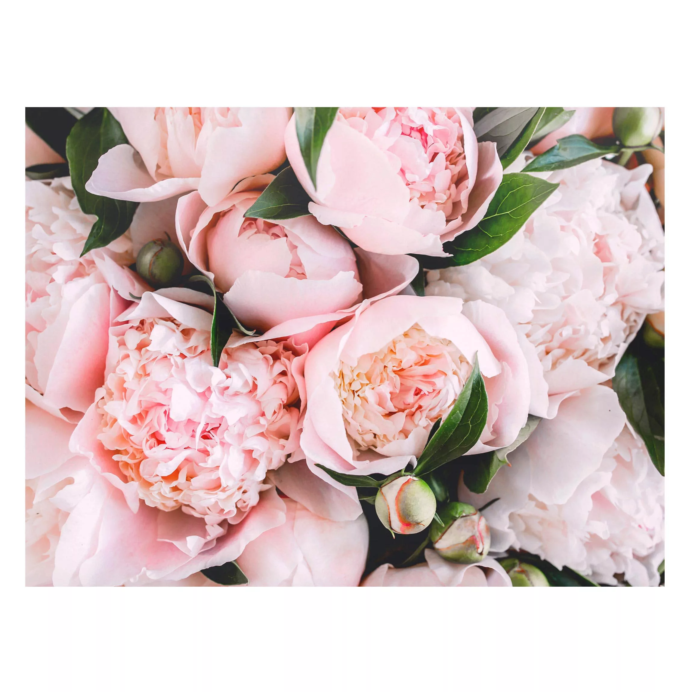 Magnettafel Blumen - Querformat 4:3 Rosa Pfingstrosen mit Blättern günstig online kaufen