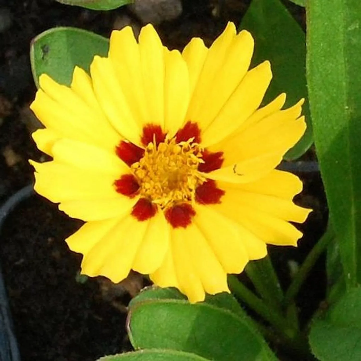 Mädchenauge Walter - Coreopsis verticillata günstig online kaufen