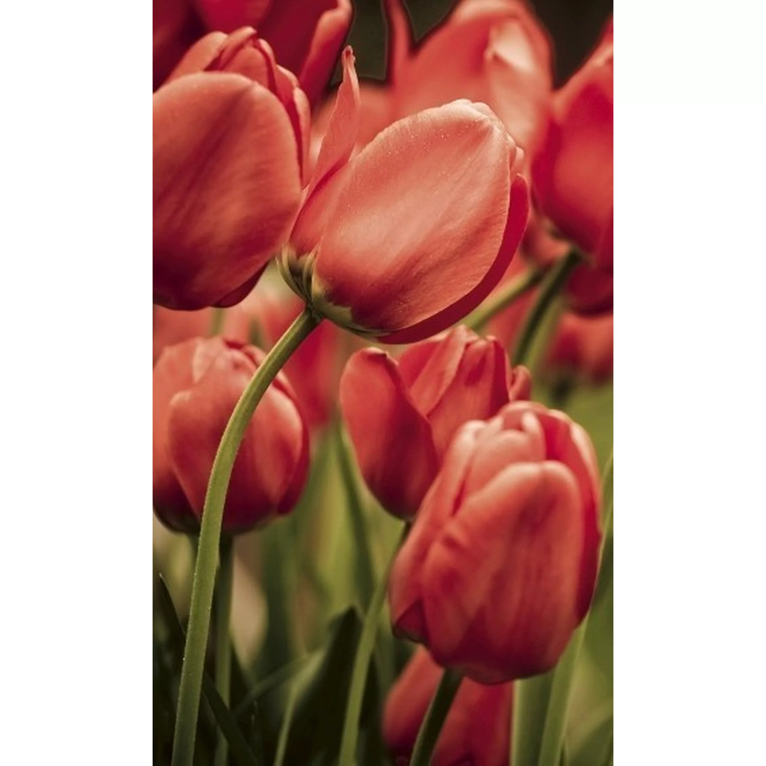 Fototapete RED TULIPS | MS-2-0128 | Rot | Digitaldruck auf Vliesträger günstig online kaufen