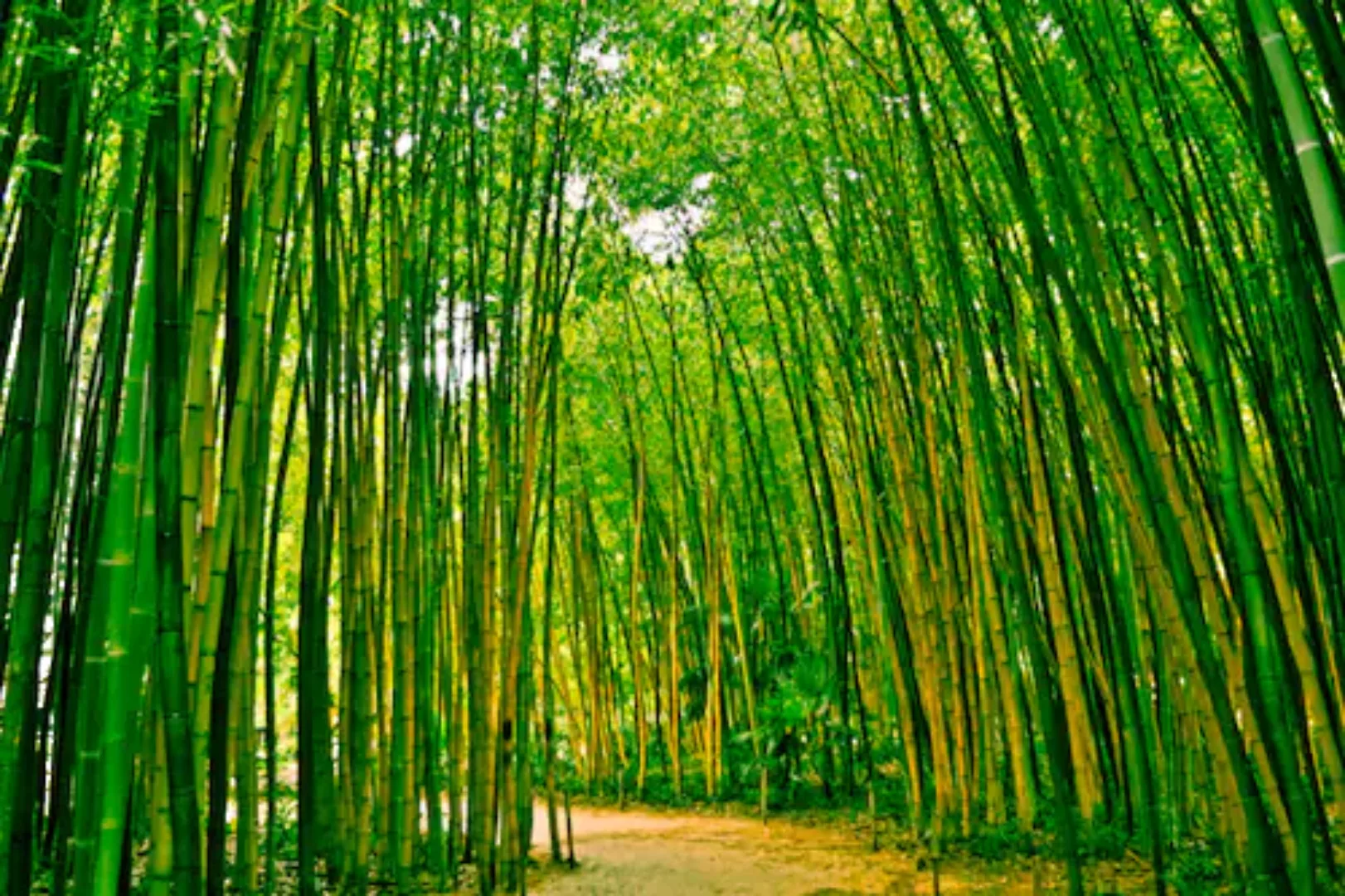 Papermoon Fototapete »Bamboo Forest« günstig online kaufen