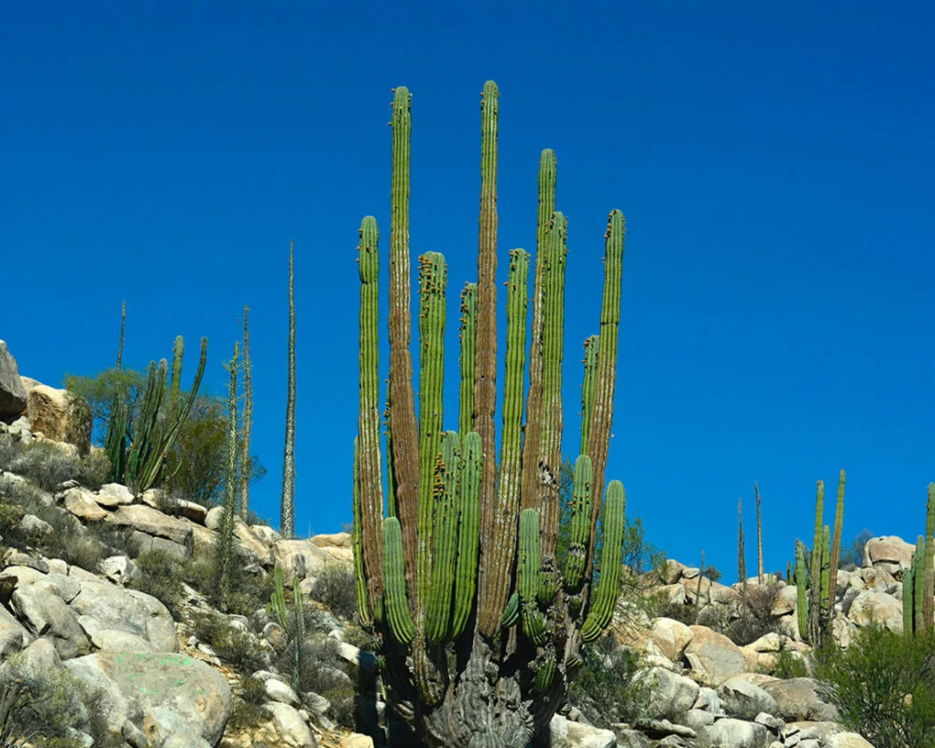 Fototapete "Langer Kaktus" 4,00x2,50 m / Glattvlies Brillant günstig online kaufen