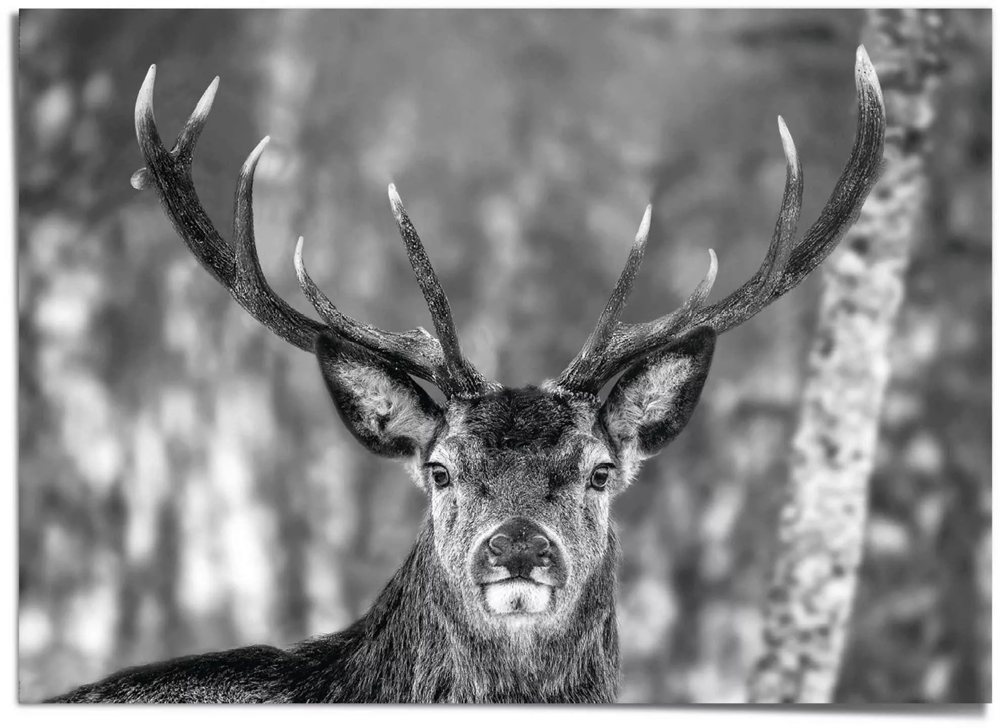 Reinders Poster "Hirsch im Winter" günstig online kaufen