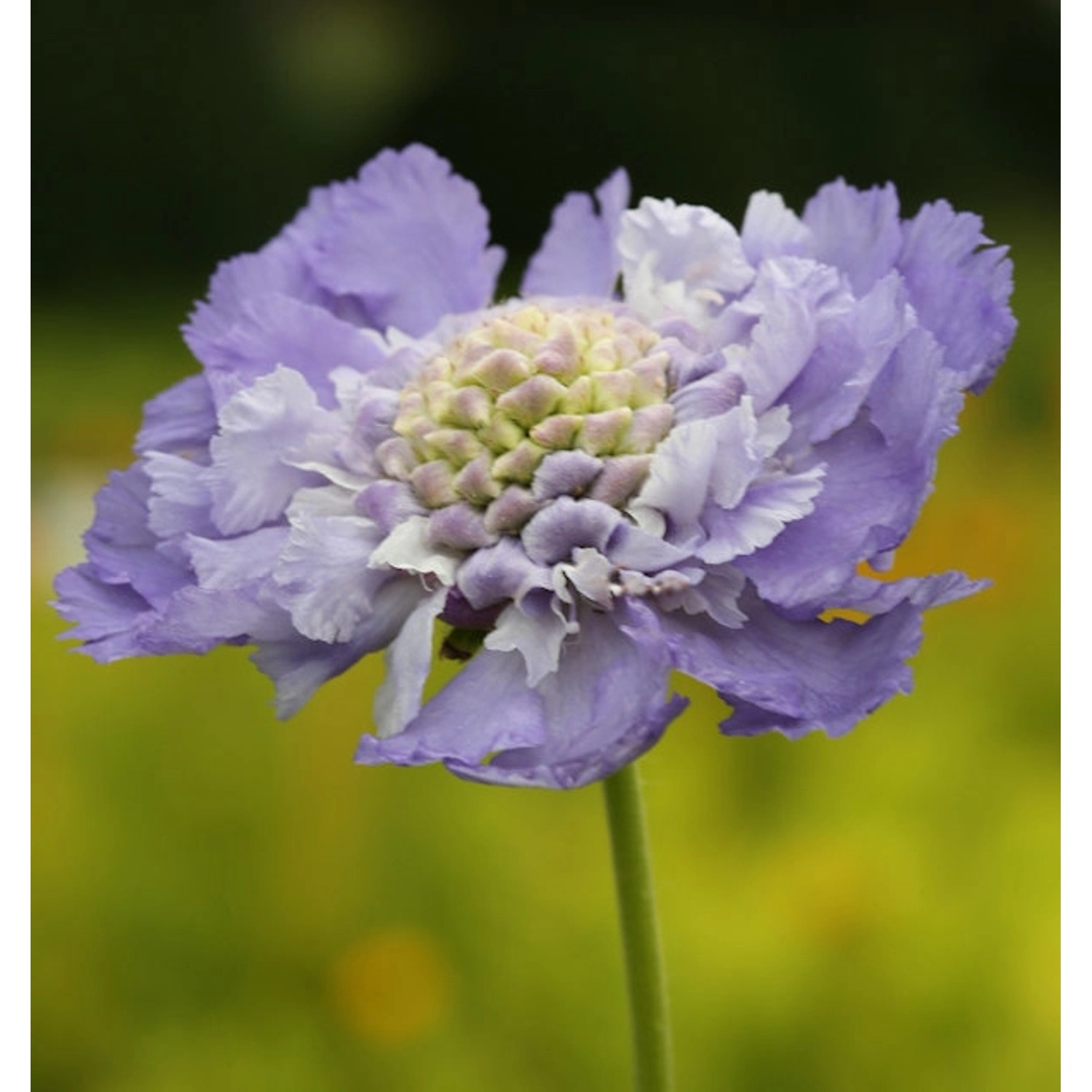 Kaukasus Skabiose Nachtfalter - Scabiosa caucasica günstig online kaufen