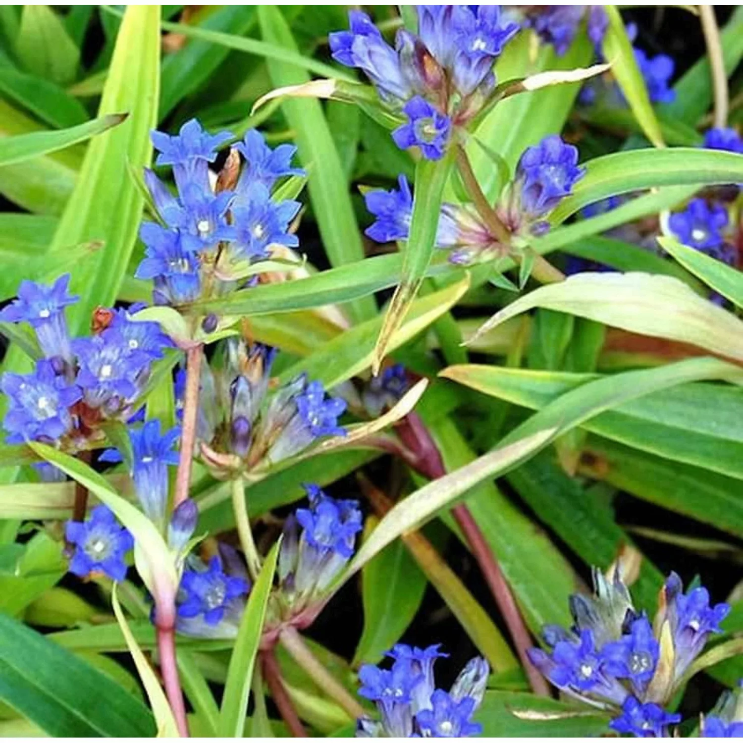 Sibirischer Enzian - Gentiana dahurica günstig online kaufen