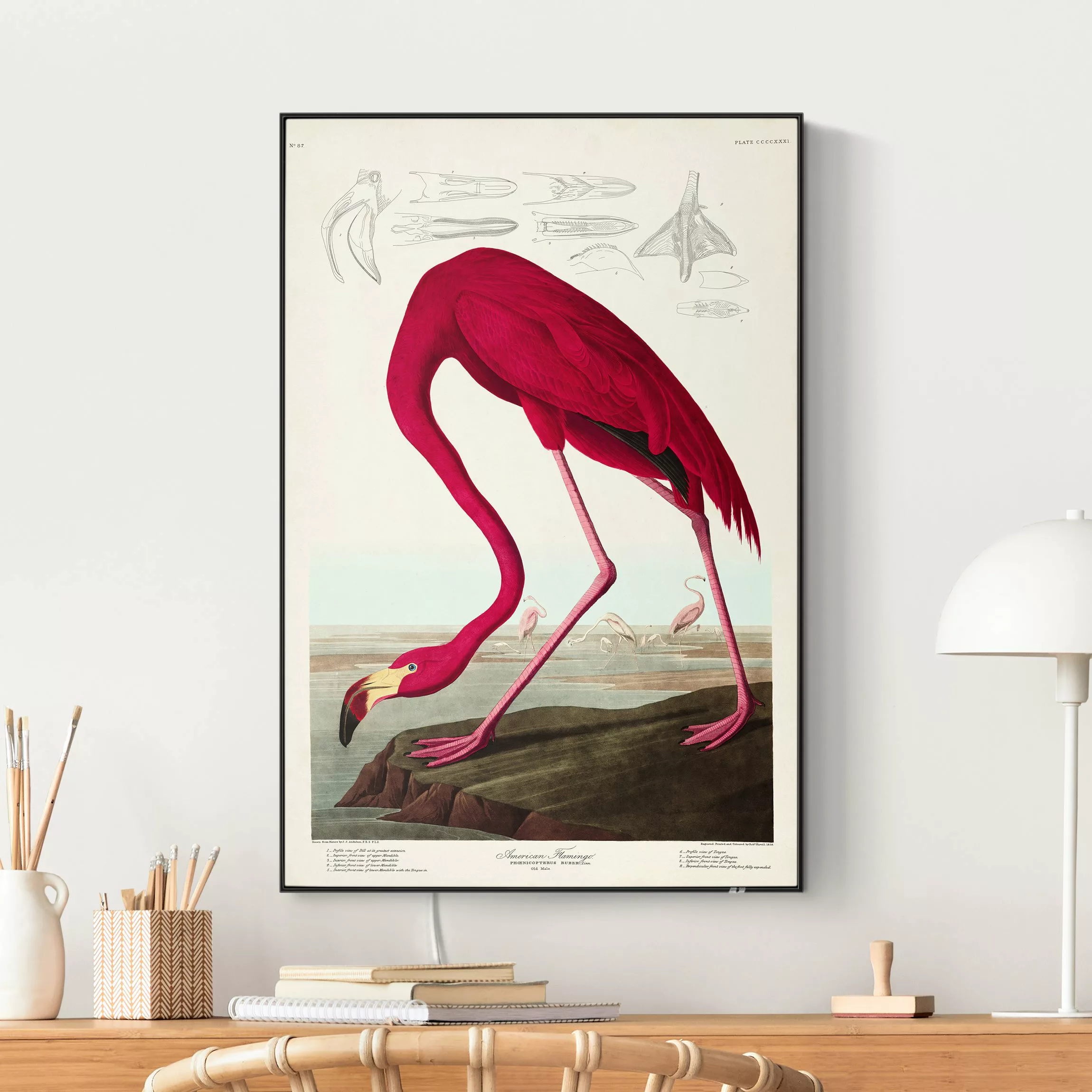 LED-Wechselbild Vintage Lehrtafel Amerikanischer Flamingo günstig online kaufen