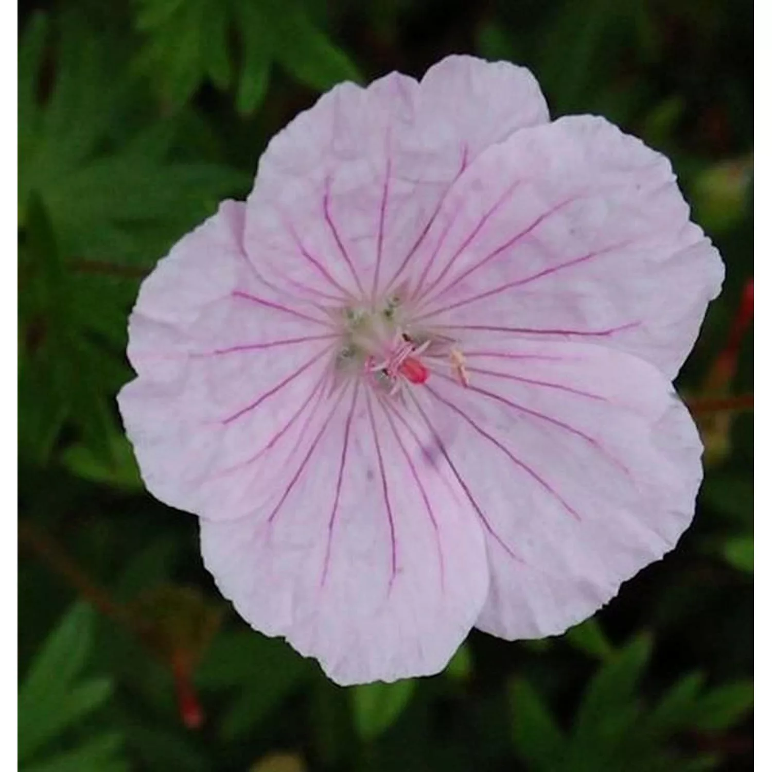 Storchenschnabel Striatum - Geranium sanguineum günstig online kaufen