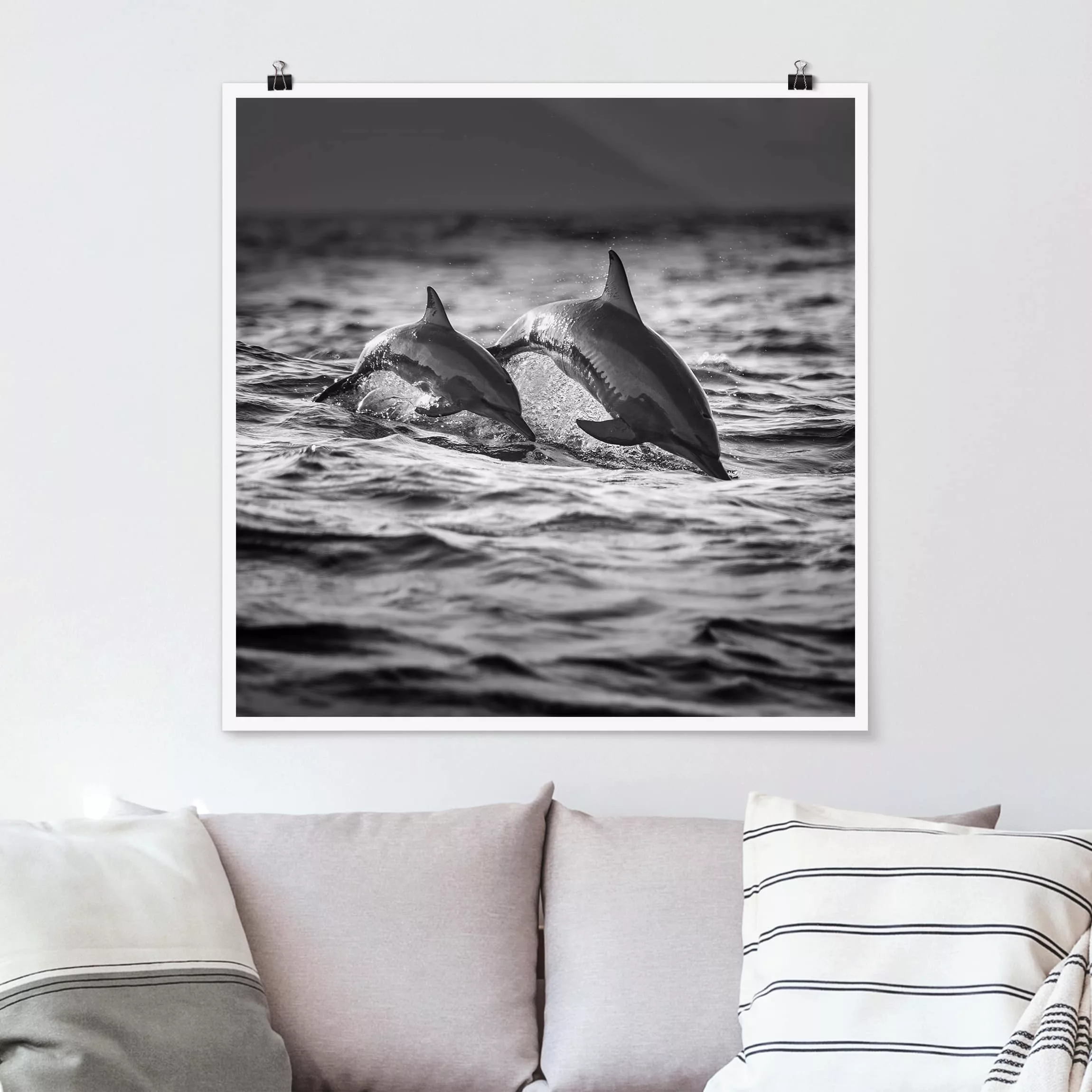 Poster Tiere - Quadrat Zwei springende Delfine günstig online kaufen