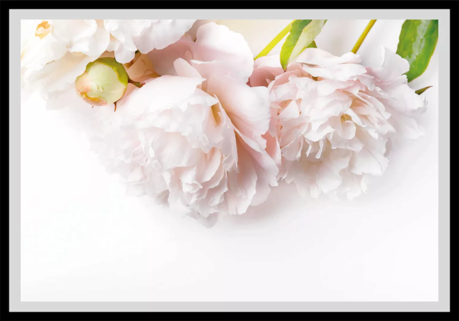 queence Bild "Maike", Blumen, gerahmt, Rosen günstig online kaufen