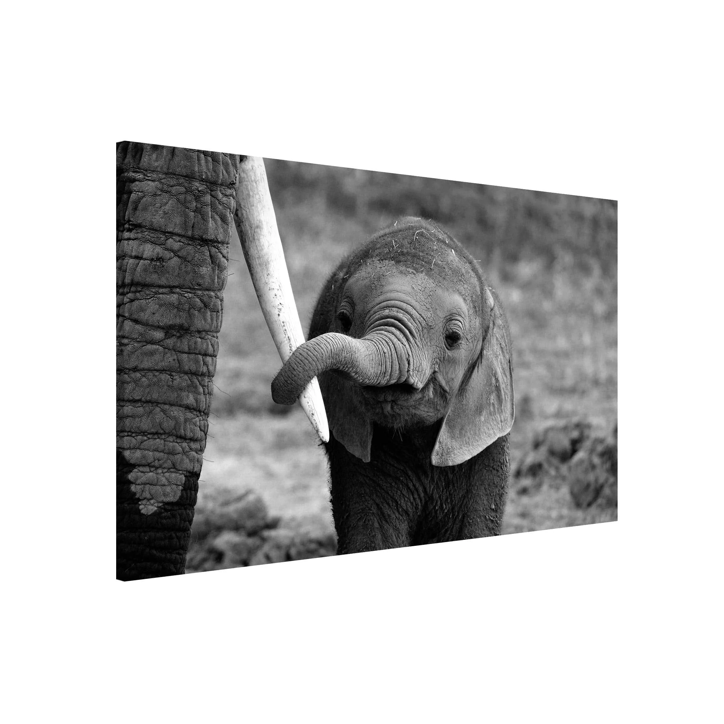 Magnettafel Tiere - Querformat 3:2 Elefantenbaby günstig online kaufen