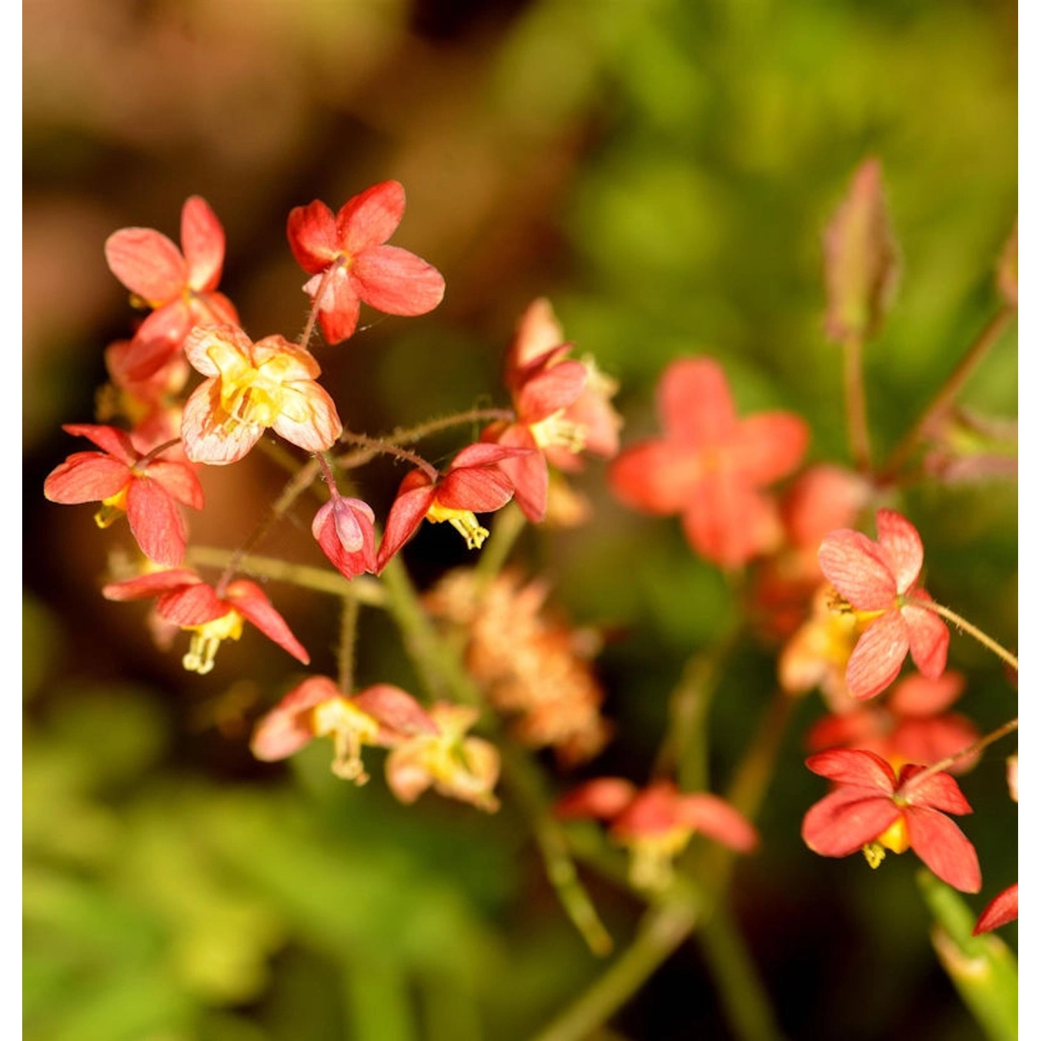 Elfenblume Kupfer - Epimedium warleyense günstig online kaufen