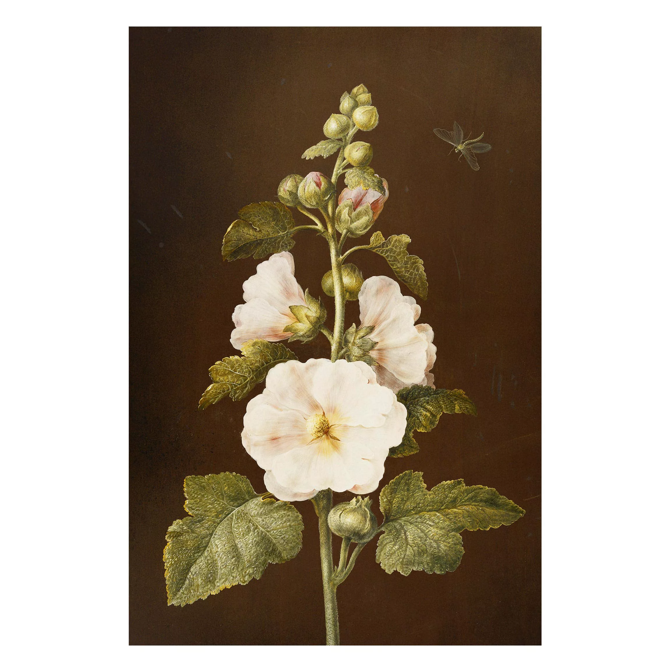 Magnettafel Blumen - Hochformat 2:3 Barbara Regina Dietzsch - Stockrose günstig online kaufen